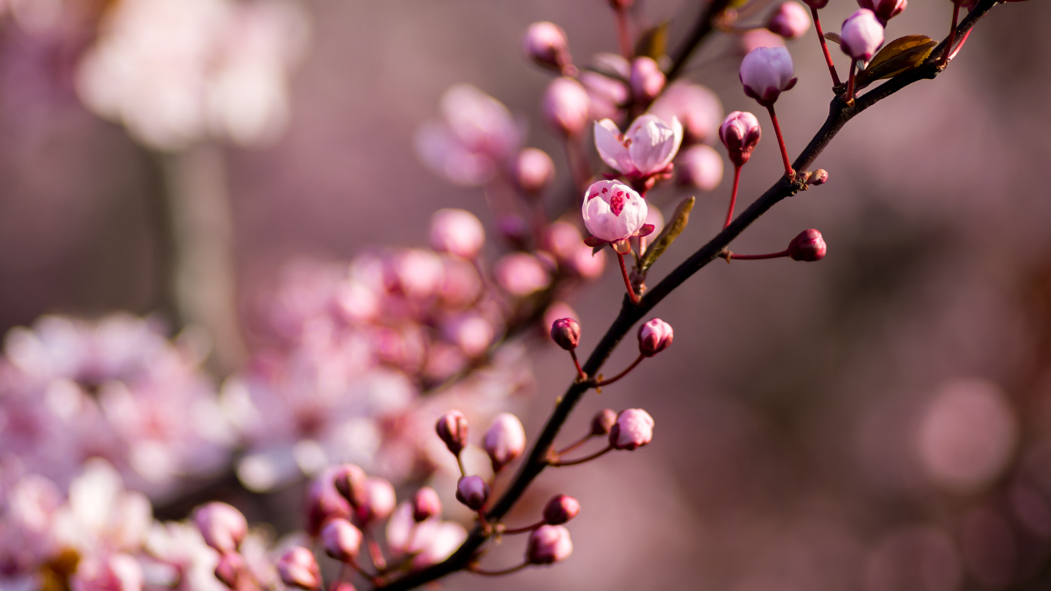 Panasonic Lumix DMC-GX7 + smc PENTAX-M 100mm F2.8 sample photo. Almost spring bokeh photography