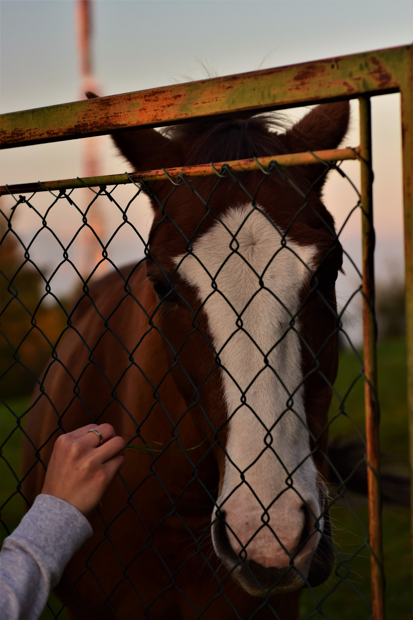 Nikon D3300 + Nikon AF Nikkor 50mm F1.8D sample photo. Poor horse photography