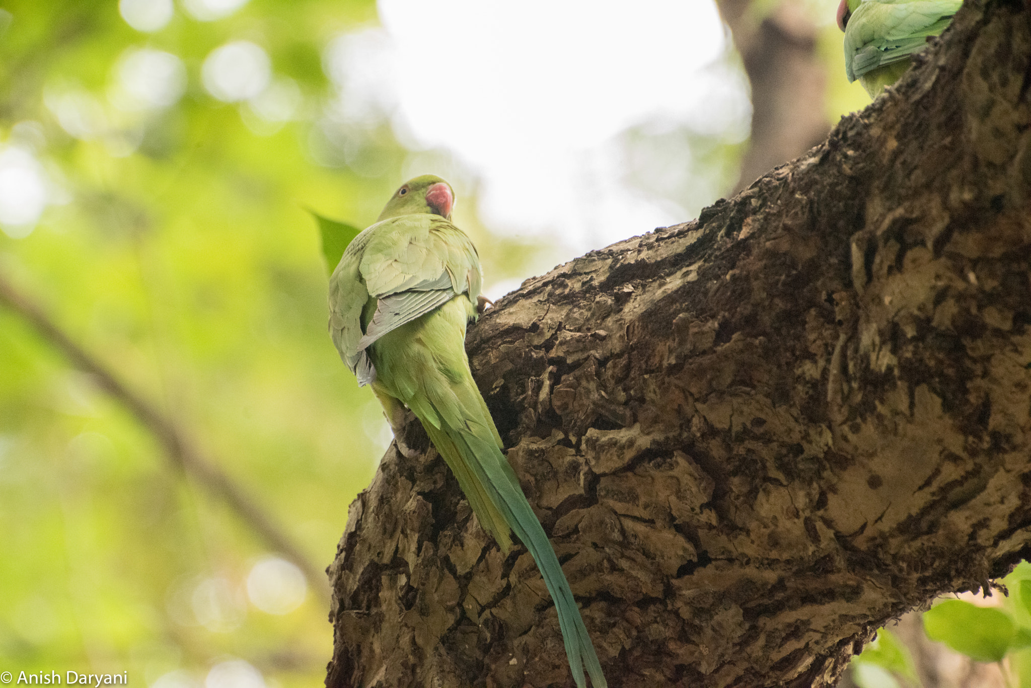 Nikon D810 sample photo. Female ring-necked parrot photography
