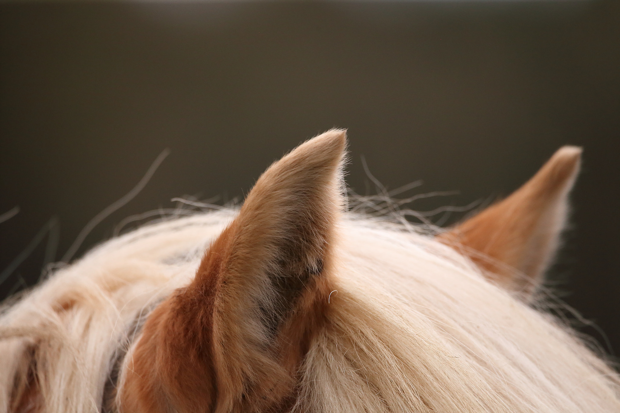 Sigma 150-600mm F5-6.3 DG OS HSM | C sample photo. Listen photography