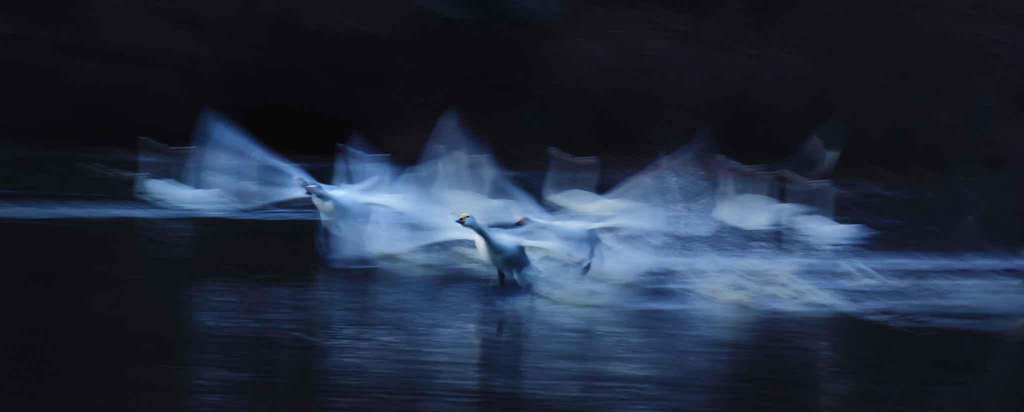 Canon EF 70-300mm F4-5.6L IS USM sample photo. Swan photography