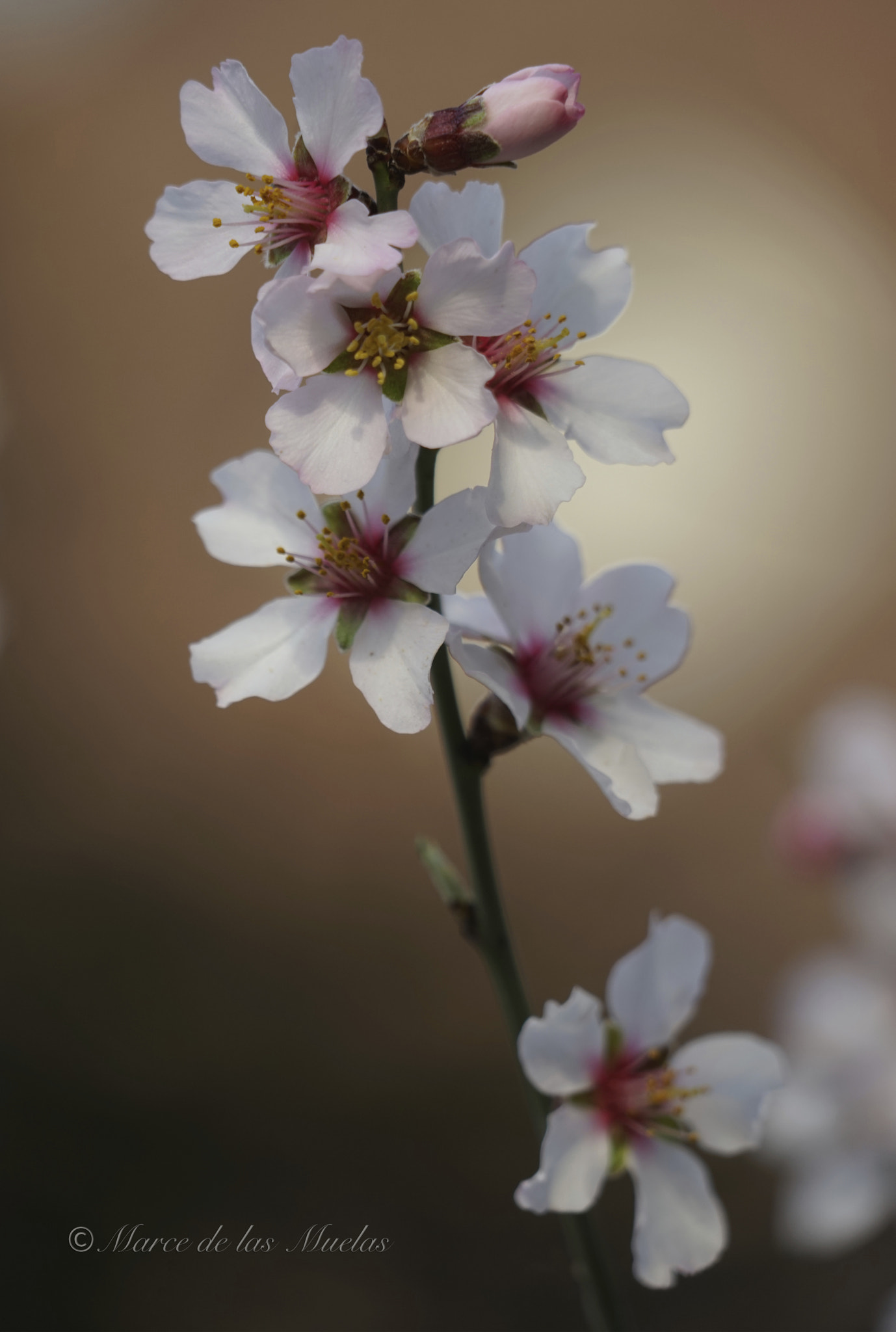 Sony FE 24-240mm F3.5-6.3 OSS sample photo. Flor de pruno photography