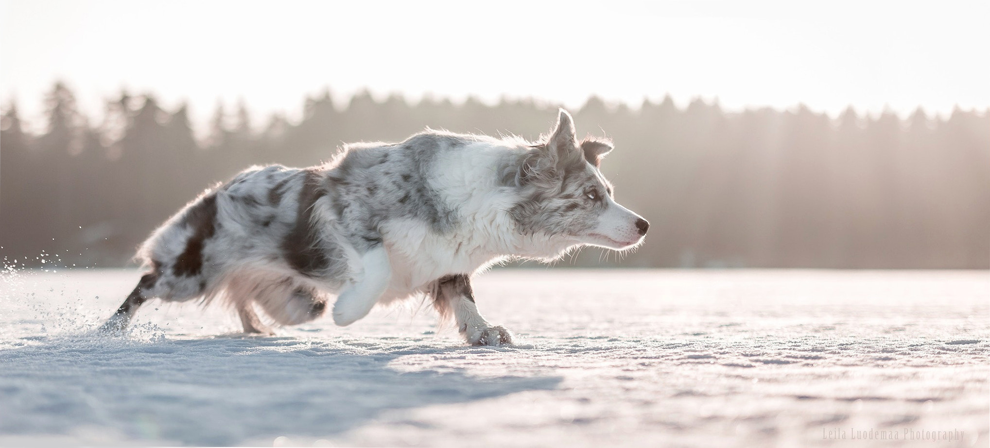 Canon EOS 6D + Sigma 70-200mm F2.8 EX DG OS HSM sample photo. Fox photography