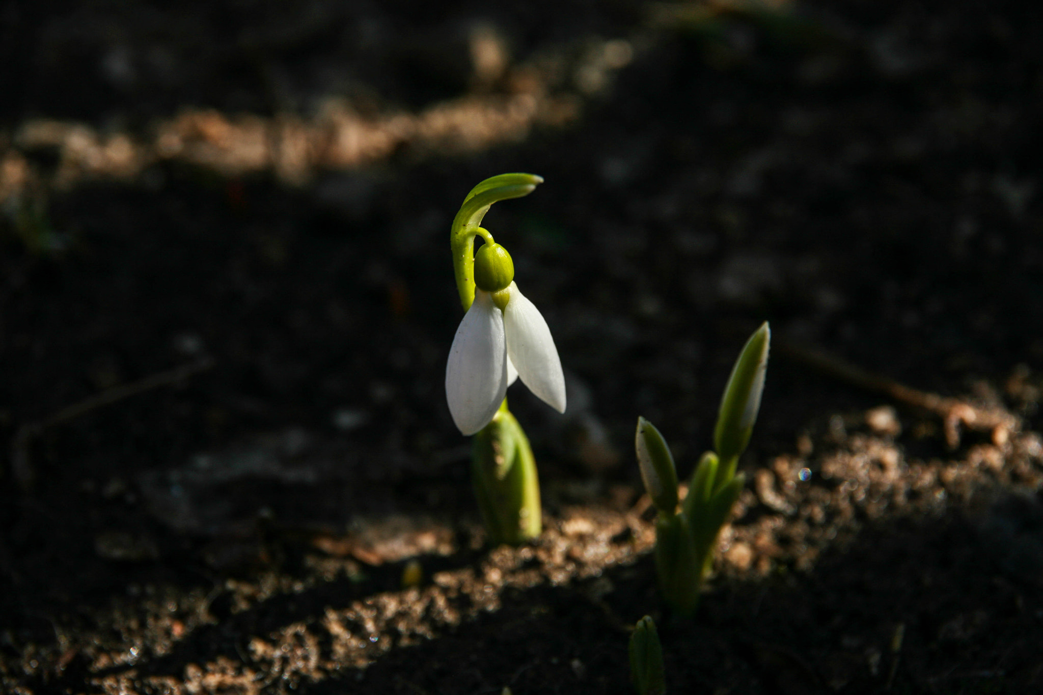 Canon EF 24-85mm F3.5-4.5 USM sample photo. Vestitorul primăverii photography