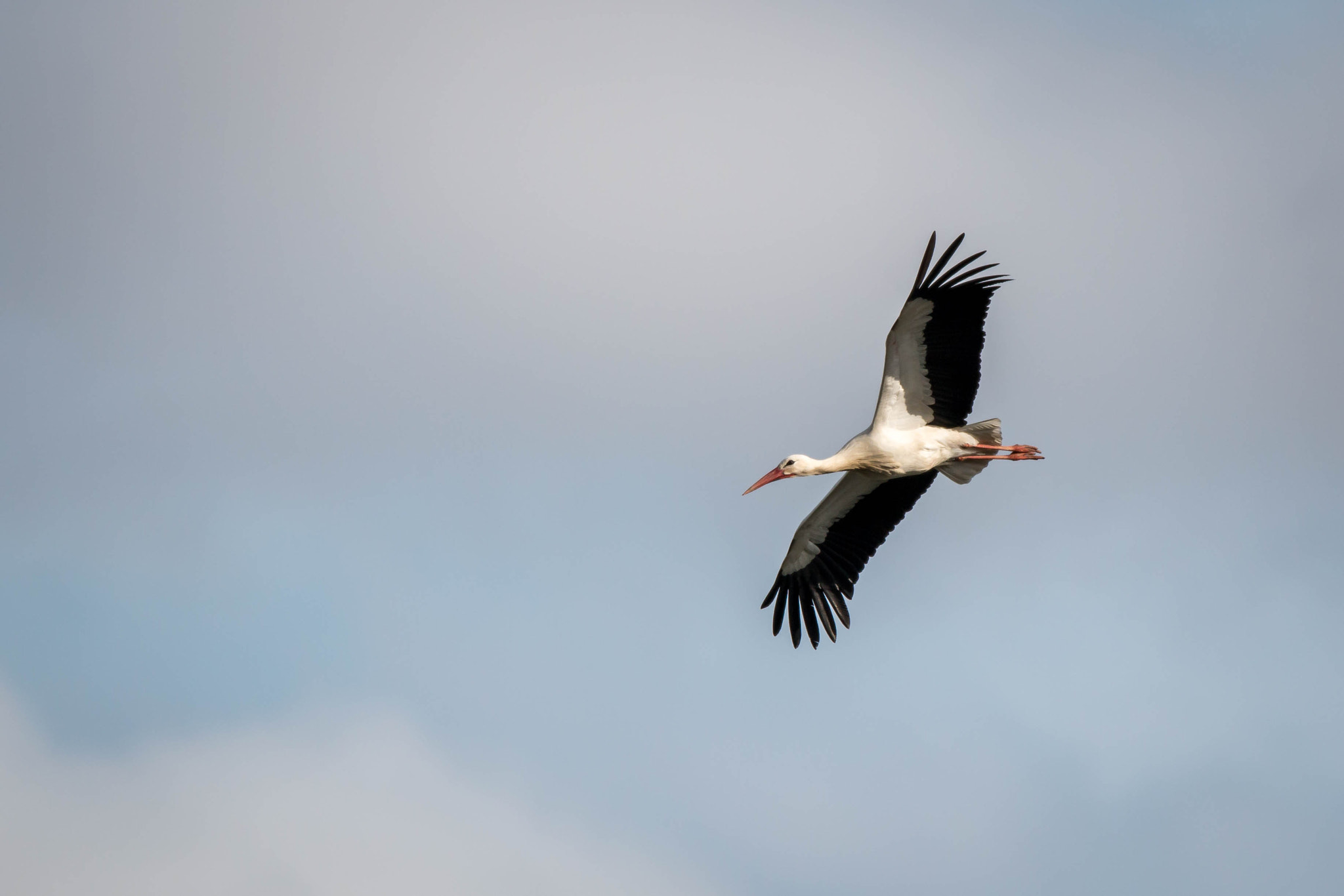 Canon EF 300mm F2.8L IS USM sample photo. Cigogne blanche en vol photography