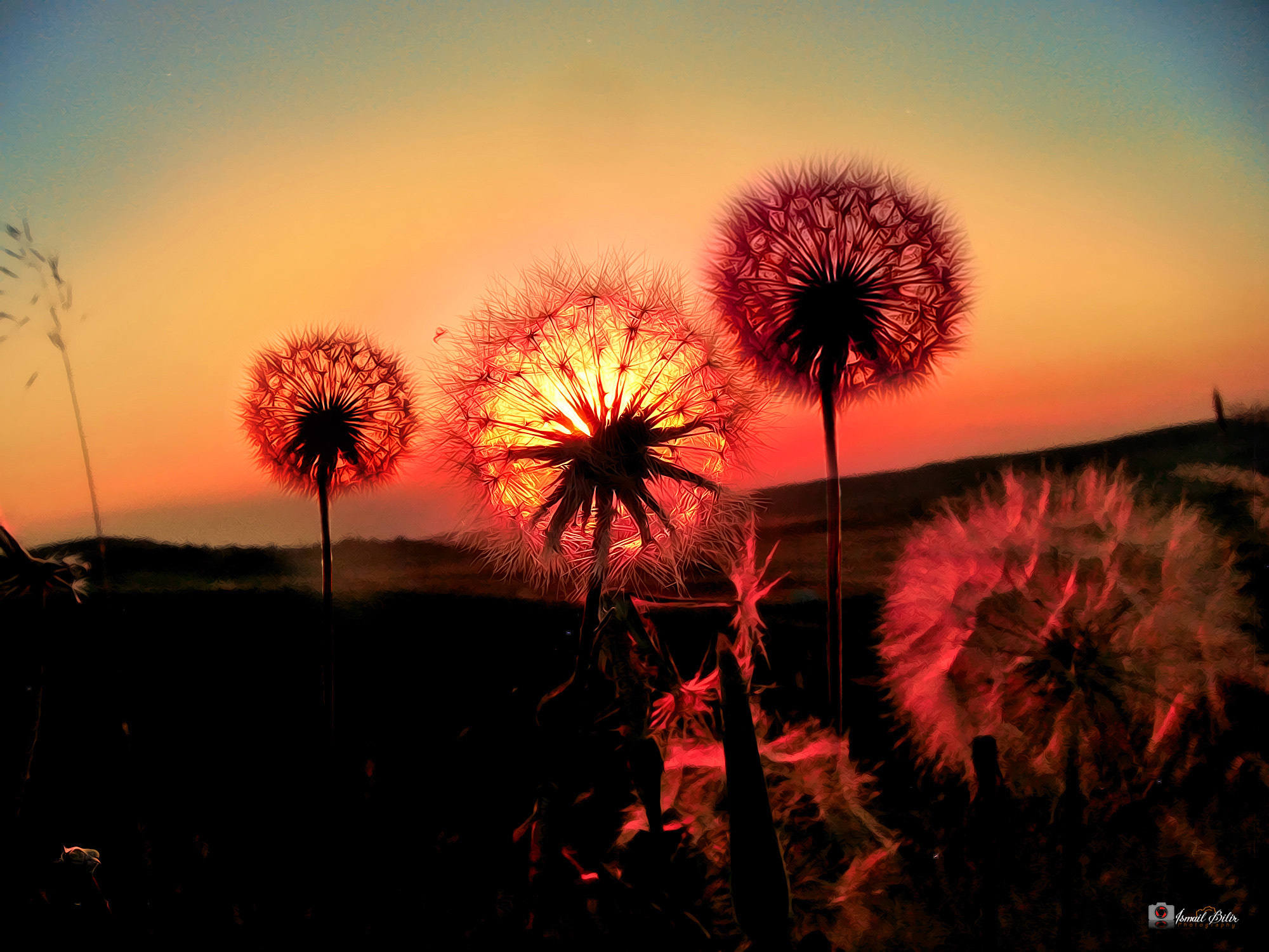 Fujifilm FinePix Z35 sample photo. Dandelion sunset! photography