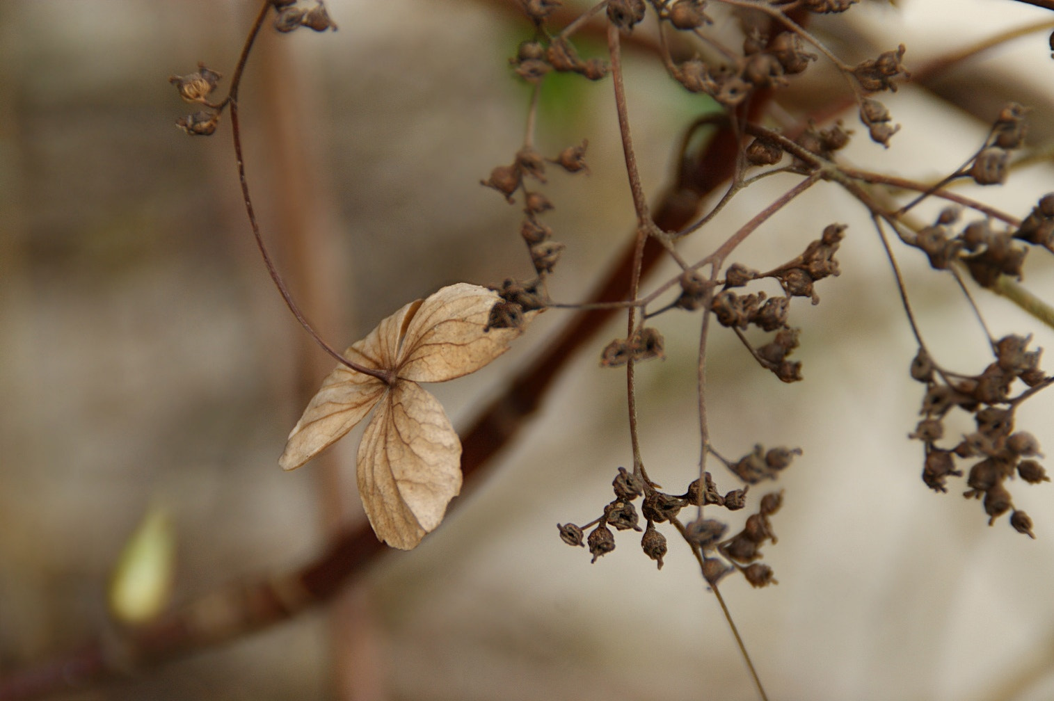 Sony DT 18-200mm F3.5-6.3 sample photo. ❀¸¸.•*¨* photography