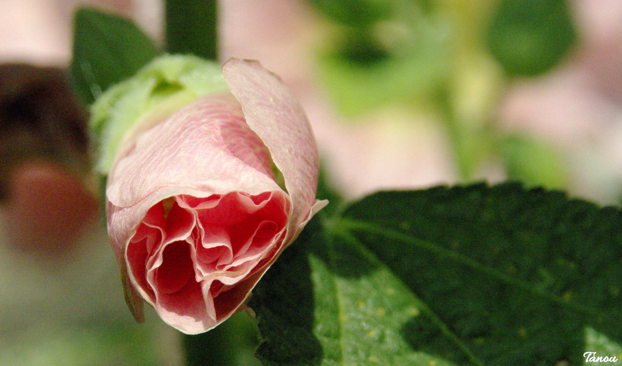 Tamron AF 18-200mm F3.5-6.3 XR Di II LD Aspherical (IF) Macro sample photo. Quand la rose trémière éclot photography