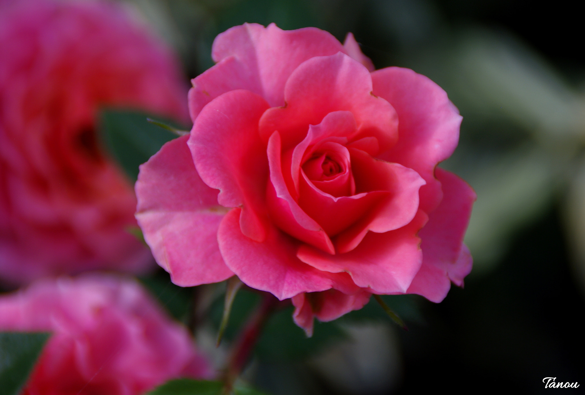 Pentax K20D sample photo. Mignonne allons voir si la rose photography