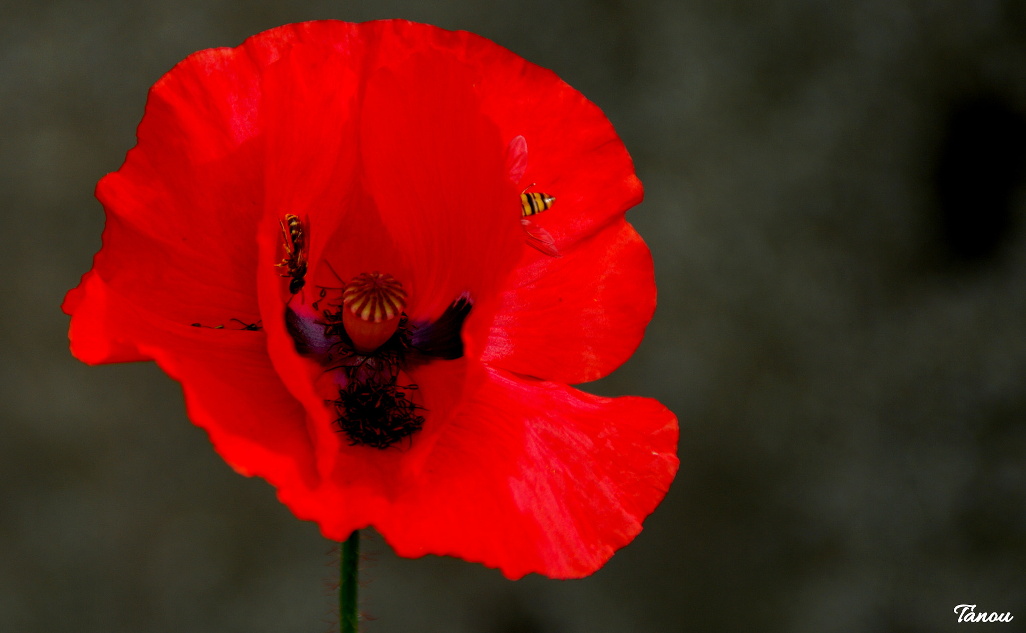 Pentax K20D sample photo. Gentil coquelicot photography