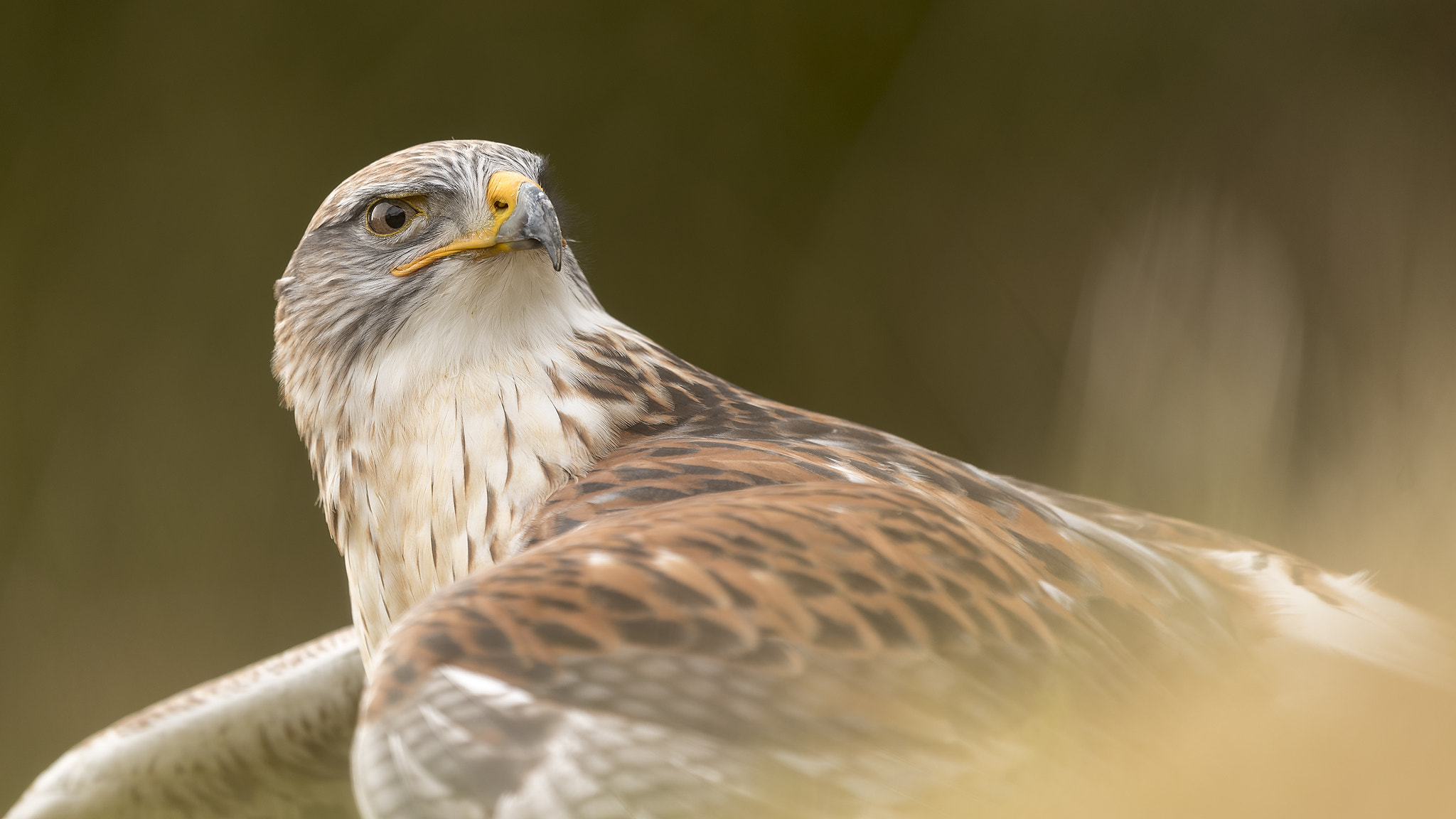 Nikon Nikkor AF-S 300mm F4E PF ED VR sample photo. Ferruginous hawk in the grass photography
