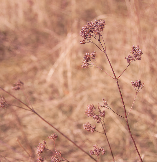 Nikon D70 sample photo. Pastell photography