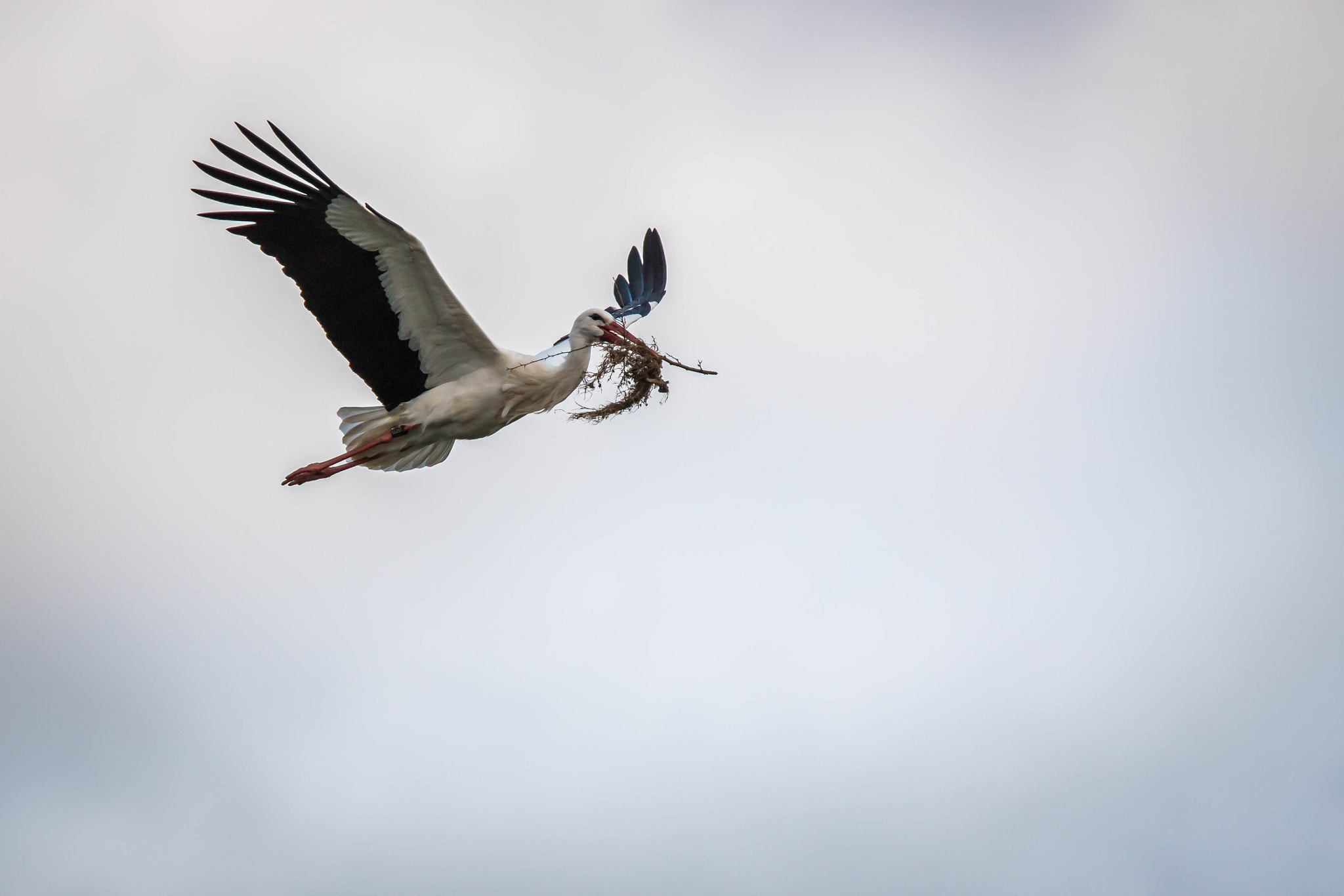 Canon EF 300mm F2.8L IS USM sample photo. Cigogne blanche photography