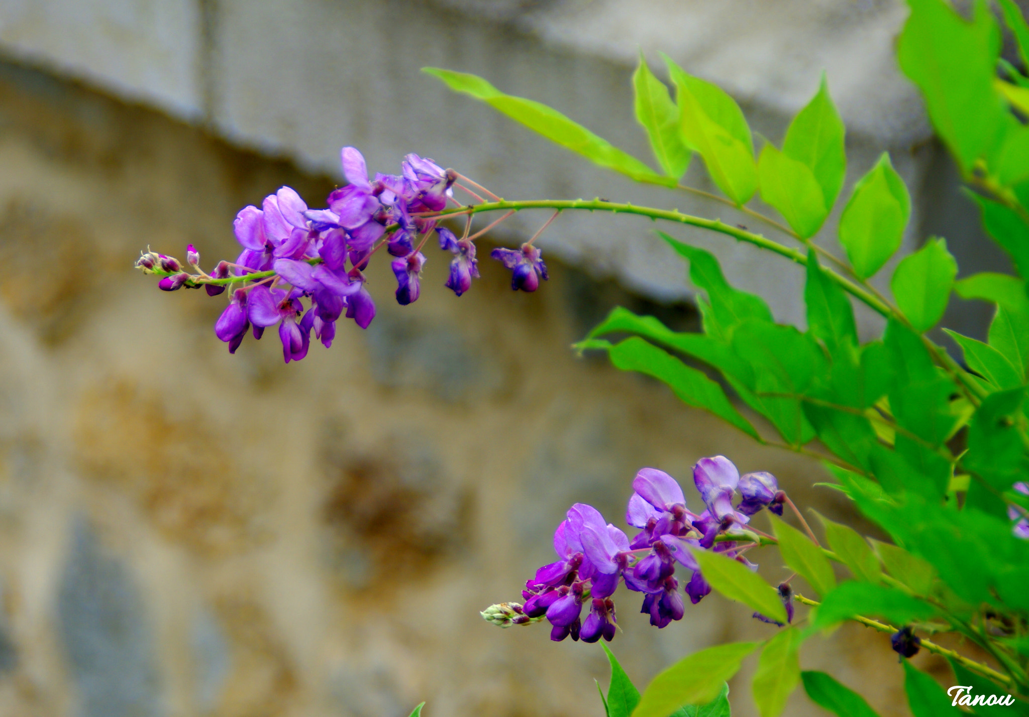 Pentax K20D sample photo. Mauve photography