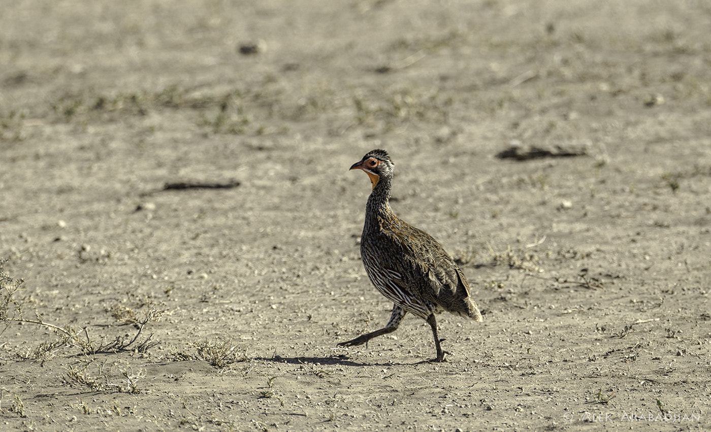 Nikon D5 sample photo. Yellow-necked photography