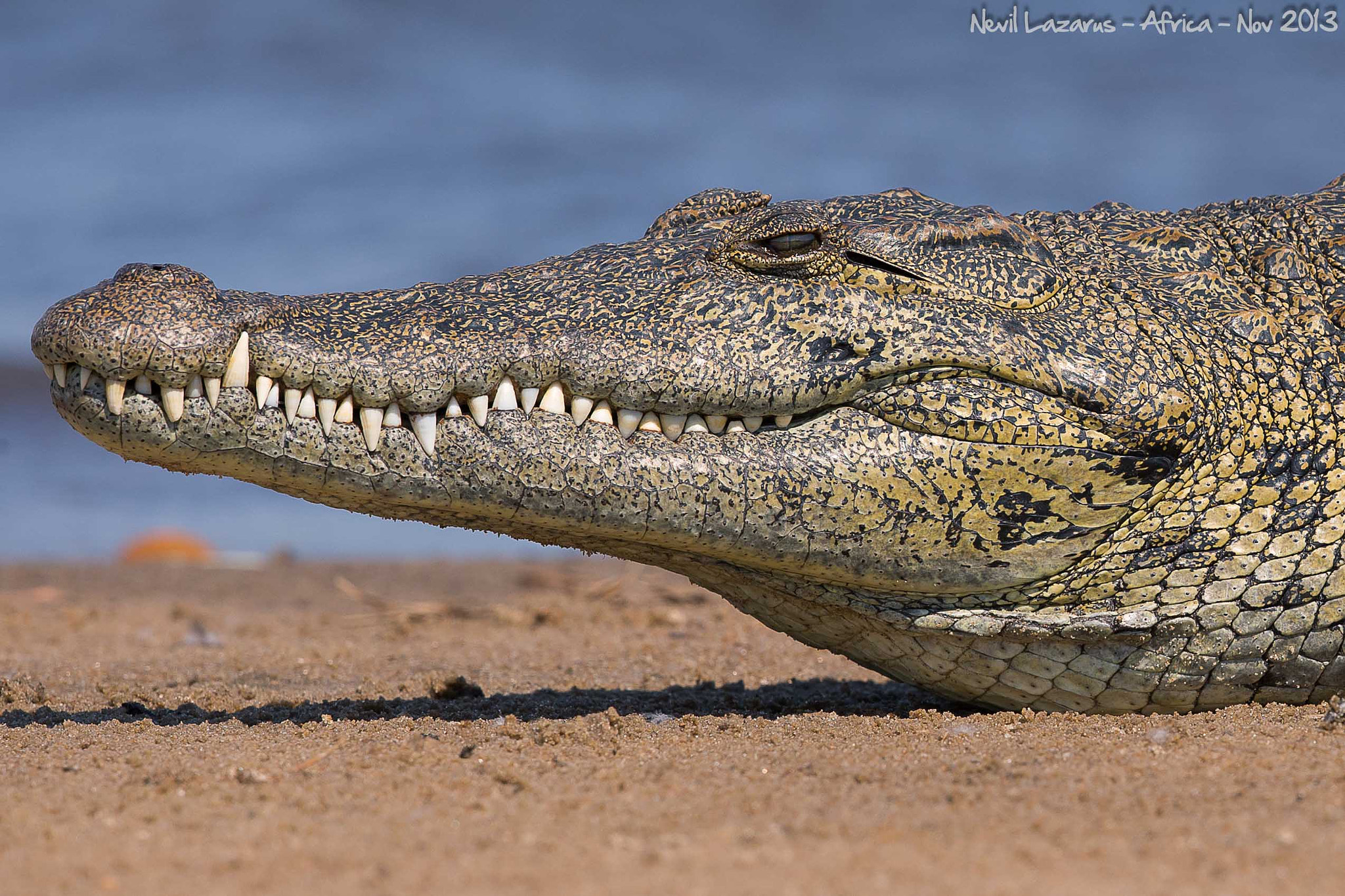 Canon EOS-1D X + Canon EF 500mm F4L IS II USM sample photo. Beauty on the beach photography