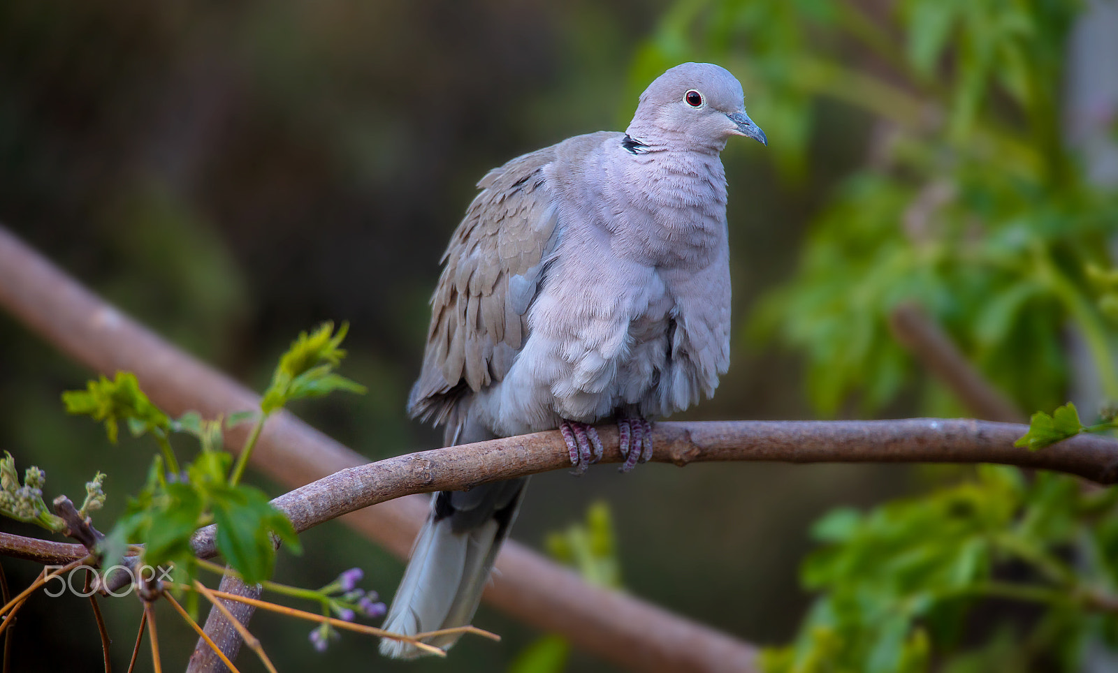 Canon EF 400mm F2.8L IS II USM sample photo. Tourterelle turque photography