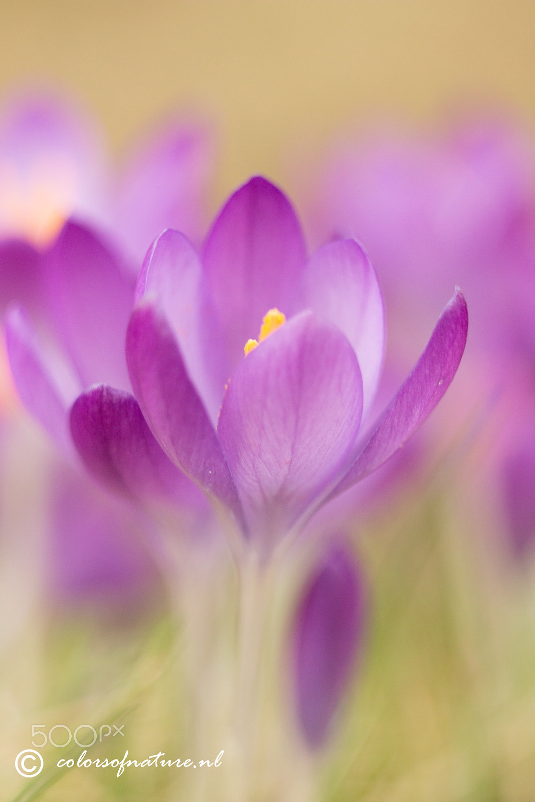 Canon EF 35-80mm f/4-5.6 sample photo. Pastels photography