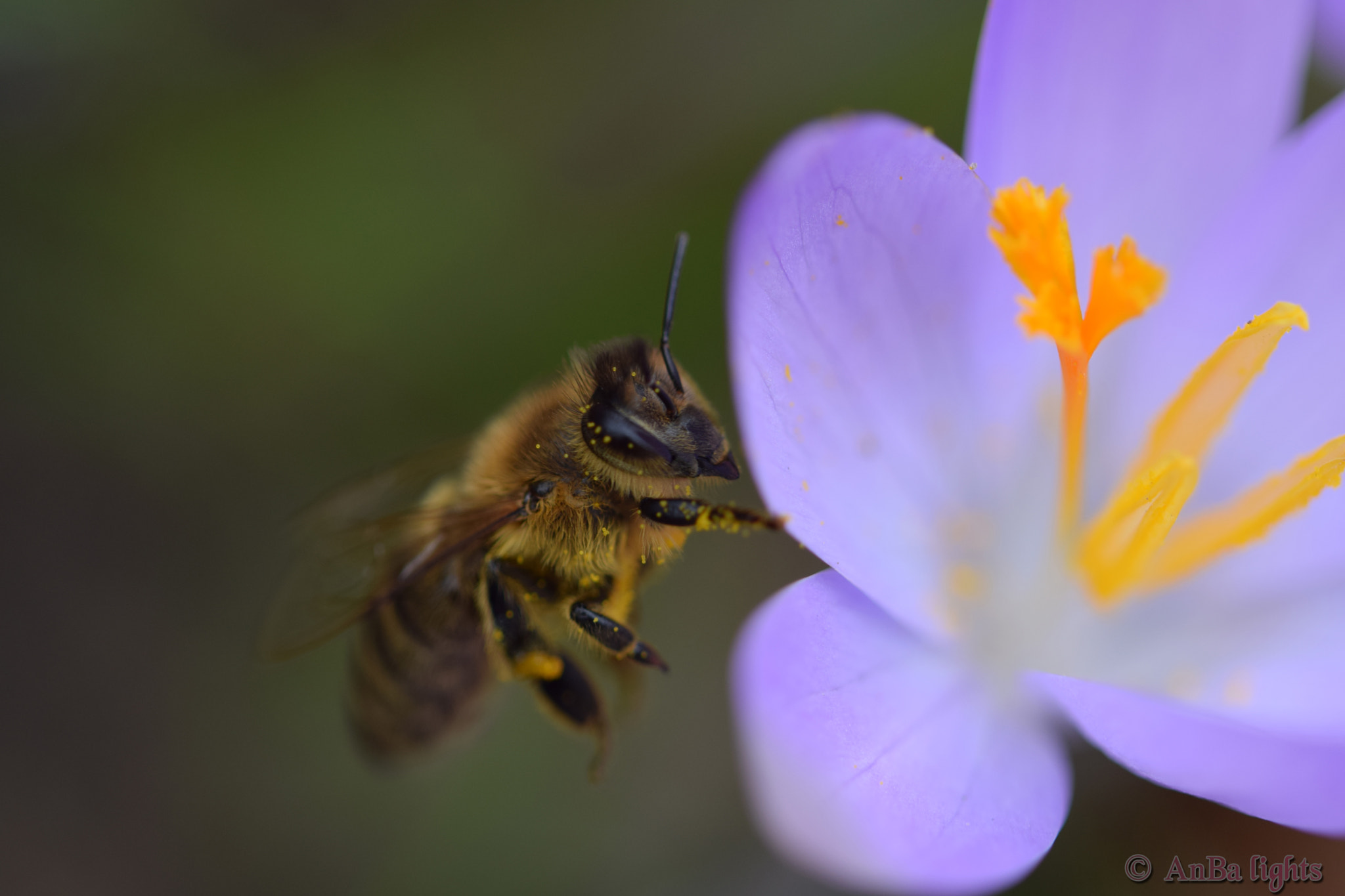 Nikon D5300 + Tamron SP 35mm F1.8 Di VC USD sample photo. Auf krokus photography