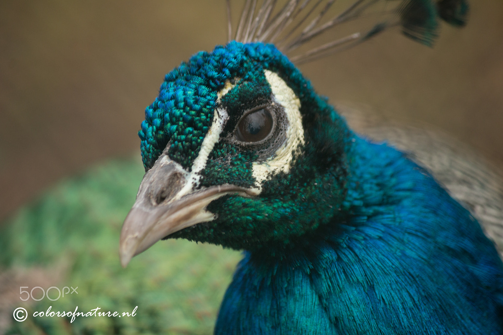 Canon EF-S 55-250mm F4-5.6 IS II sample photo. Colorsofnature photography