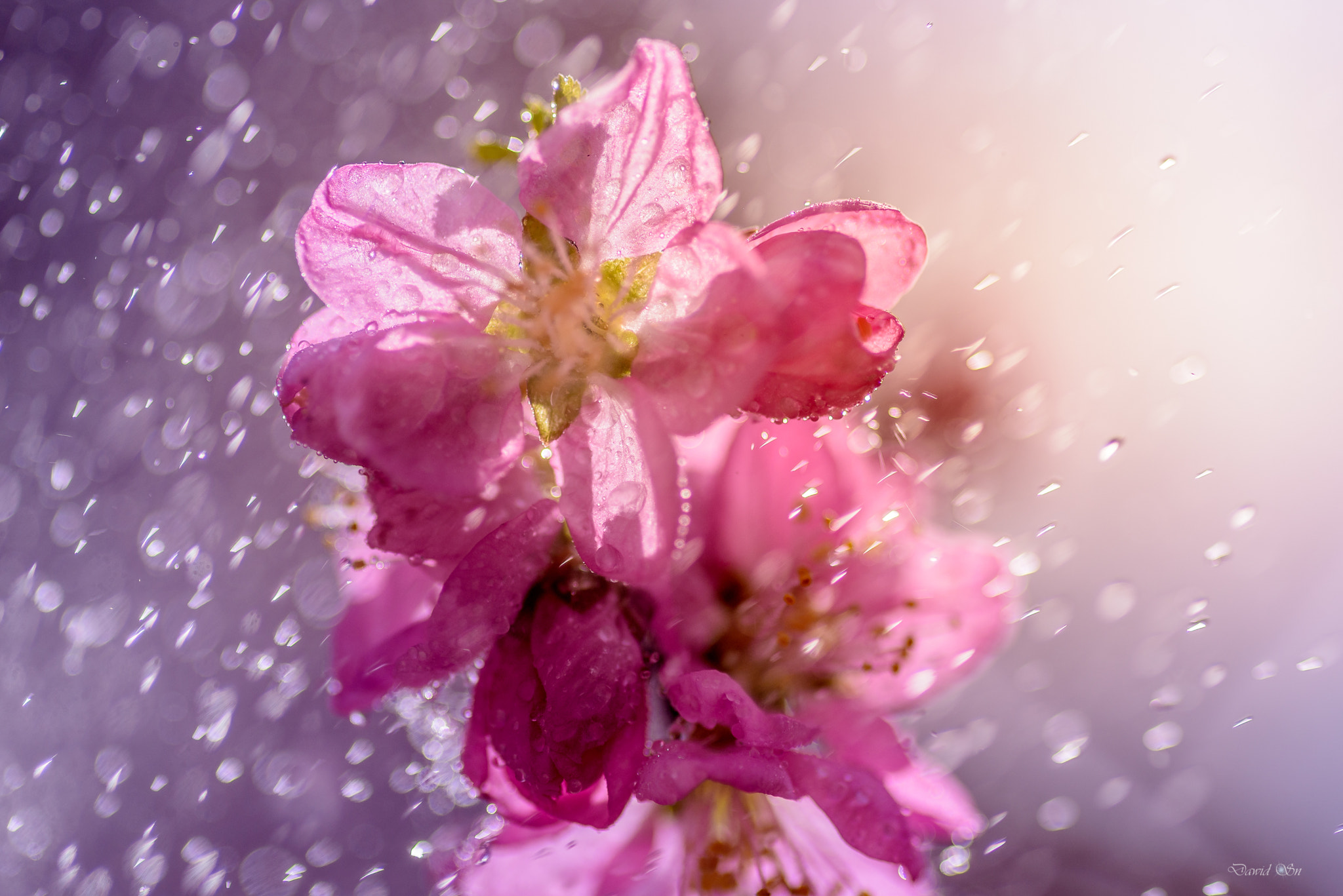 Tokina AT-X Pro 100mm F2.8 Macro sample photo. The firs breath of spring photography