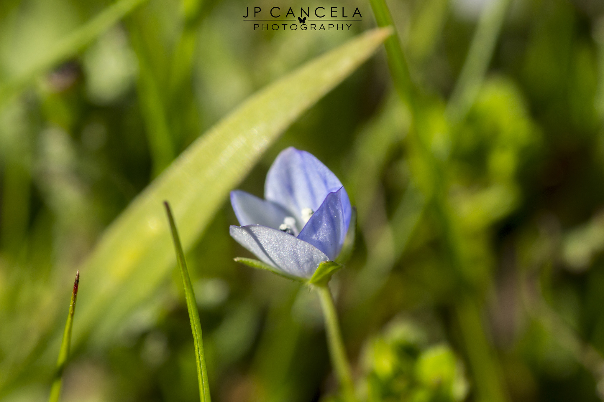 Canon EOS 700D (EOS Rebel T5i / EOS Kiss X7i) + Tamron SP AF 90mm F2.8 Di Macro sample photo. A small treasure photography