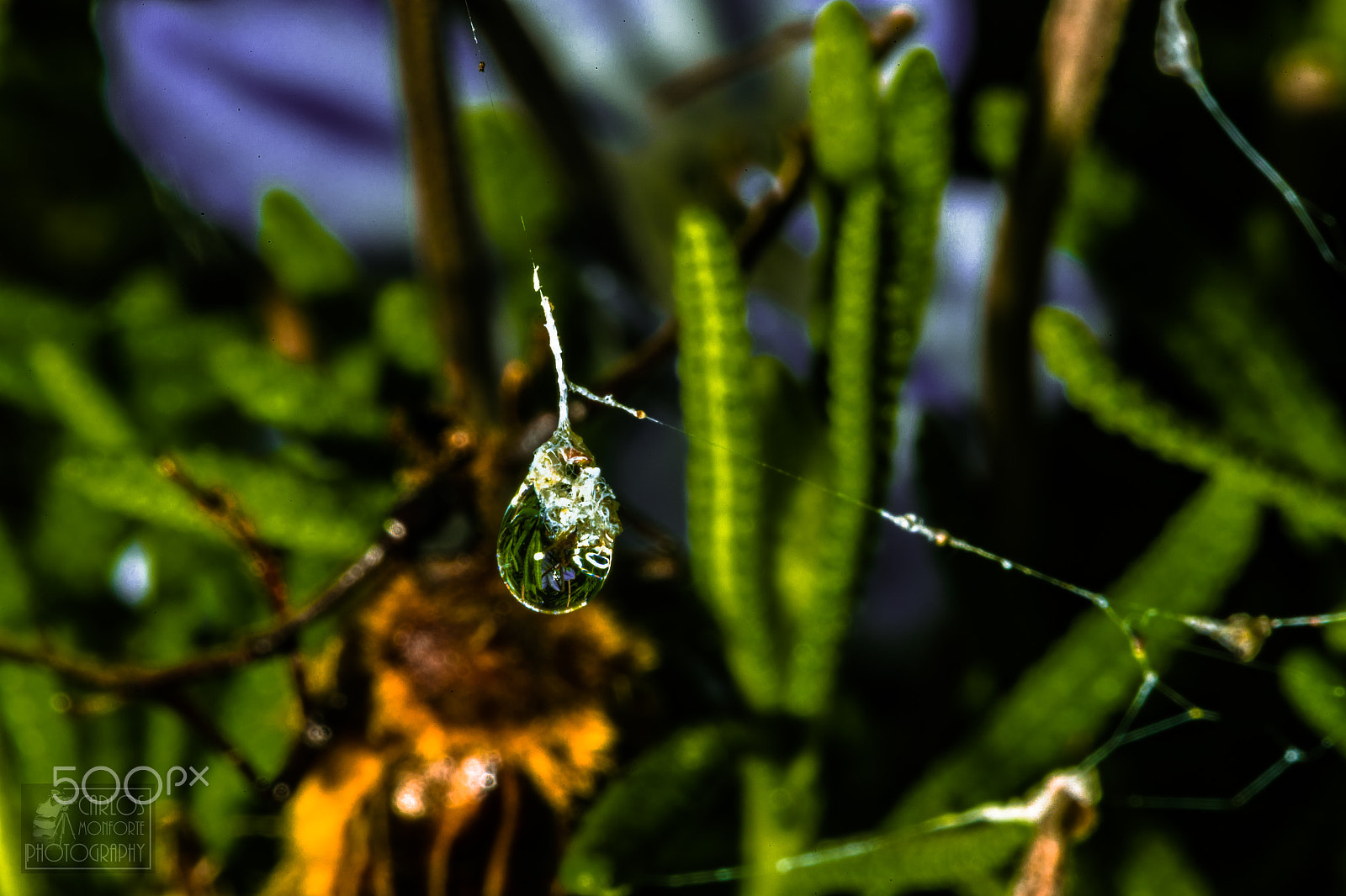 Canon EF 100mm F2.8L Macro IS USM sample photo. Drops on a spiderweb. photography