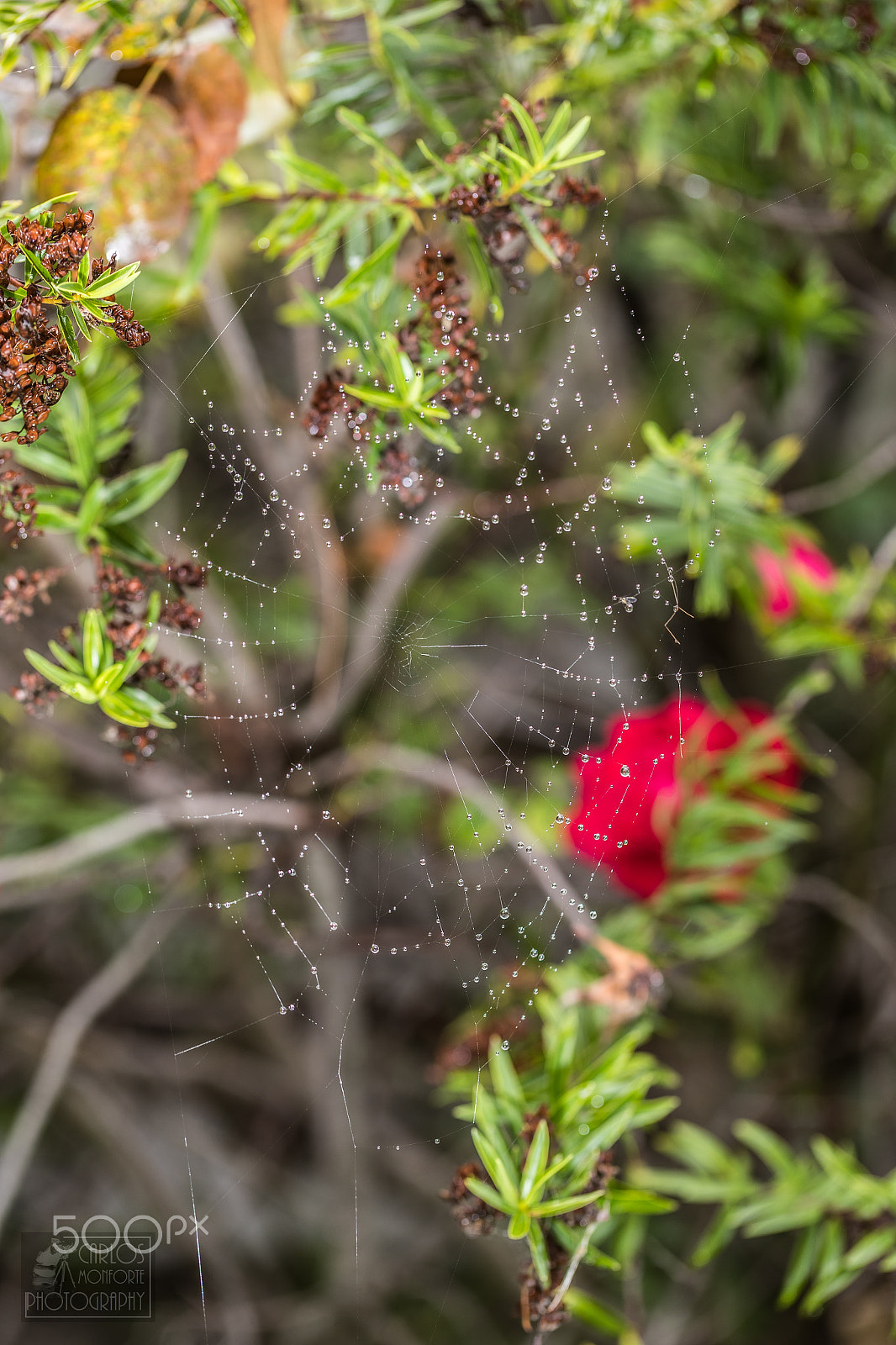 Canon EF 100mm F2.8L Macro IS USM sample photo. Drops on a spiderweb. photography