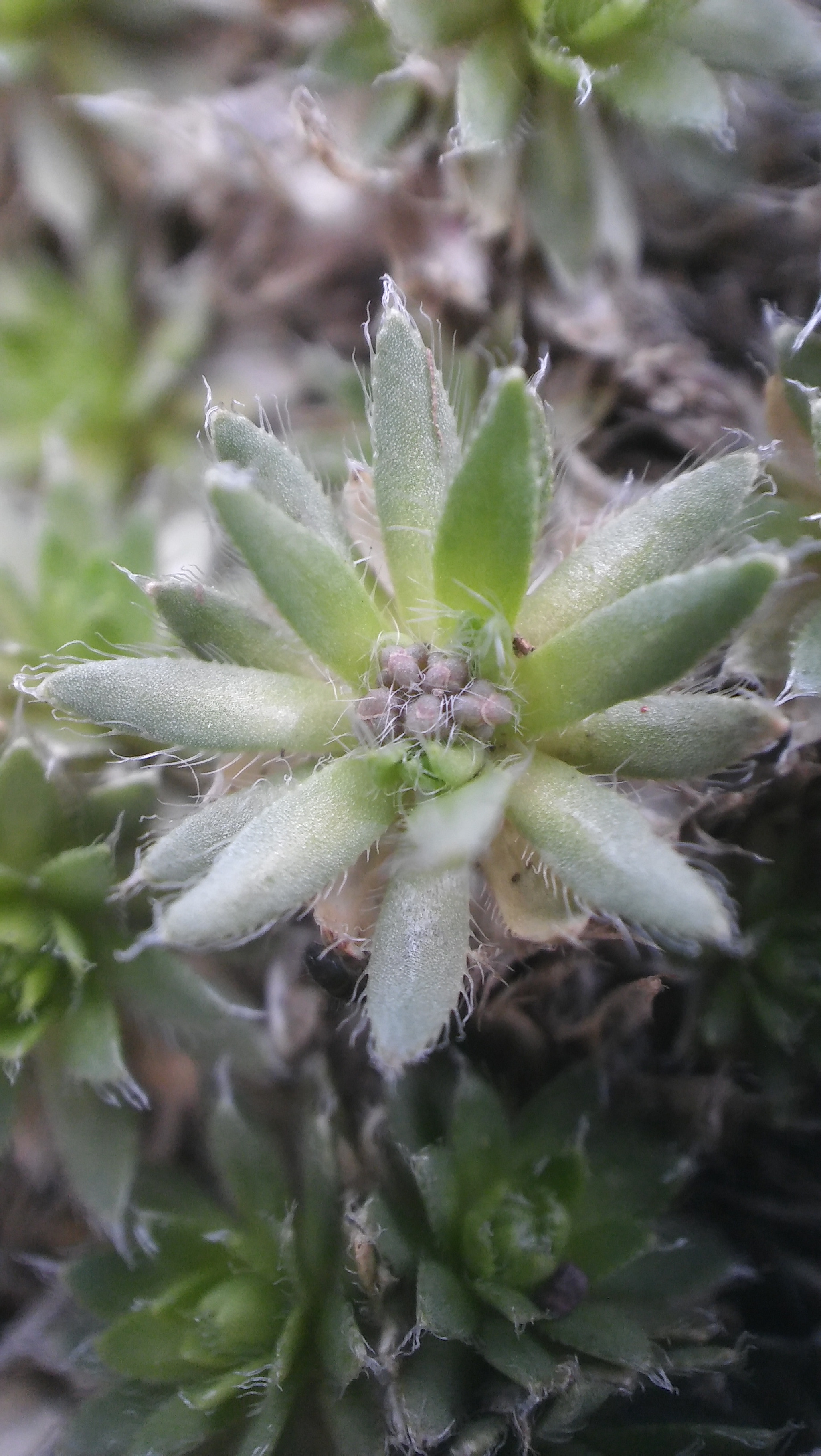 LG SPIRIT 4G LTE sample photo. Flower photography