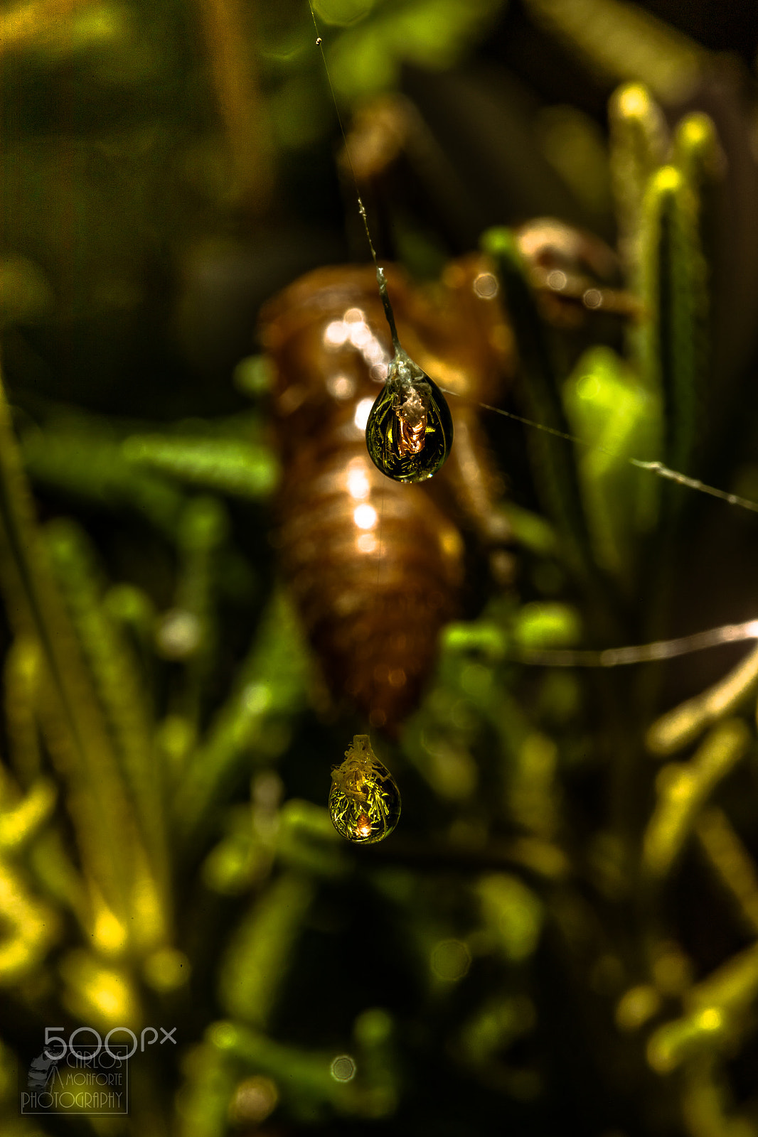 Canon EF 100mm F2.8L Macro IS USM sample photo. Drops on a spiderweb. photography