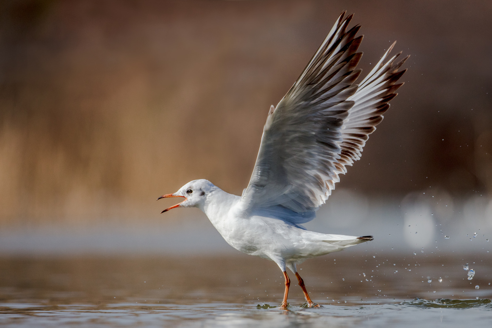 Canon EOS 5DS R + Canon EF 500mm F4L IS USM sample photo. Ready to take off photography