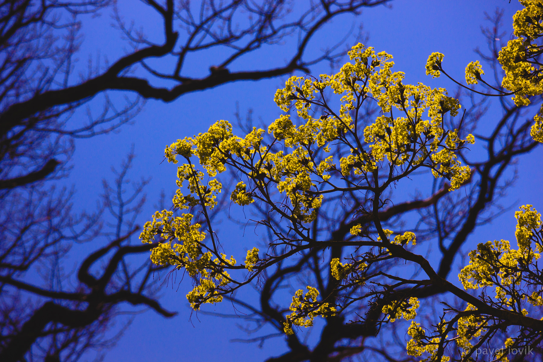 Canon EOS M sample photo. The blossoming trees photography