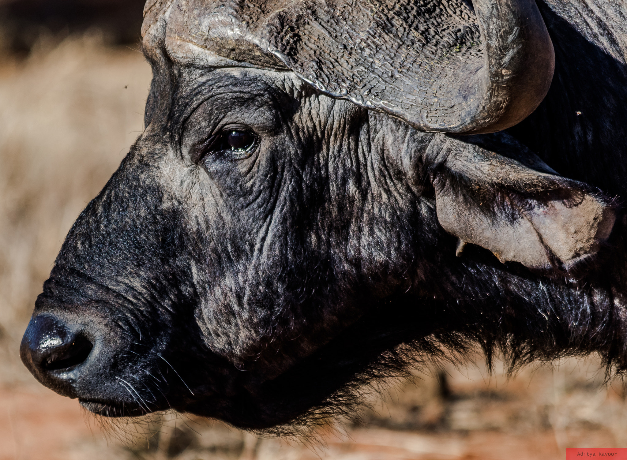 Canon EOS 7D Mark II + Sigma 150-500mm F5-6.3 DG OS HSM sample photo. One the african big 5, cape buffalo photography