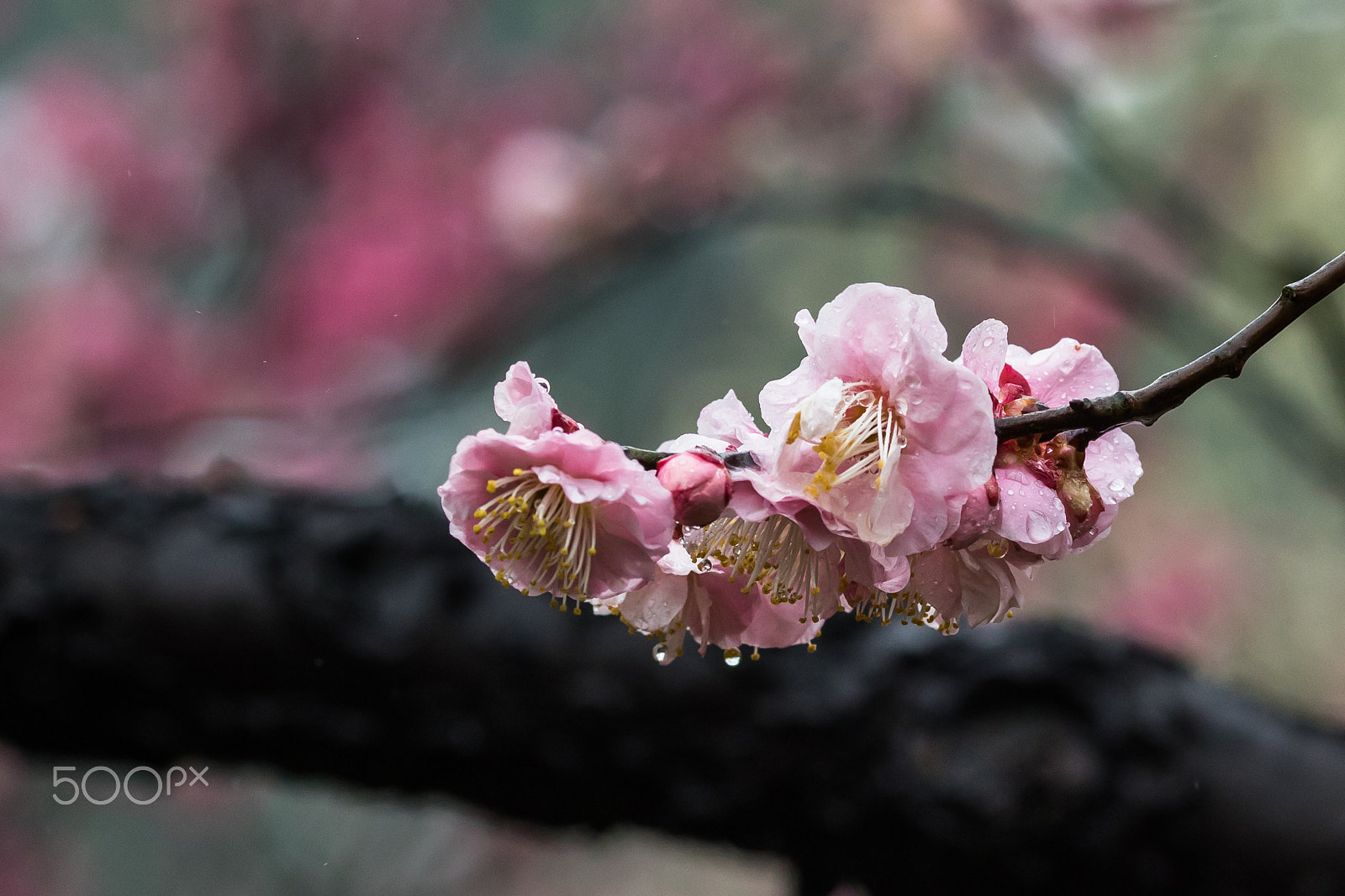 Canon EOS 7D Mark II + Canon EF 135mm F2L USM sample photo. 雨中梅花 photography