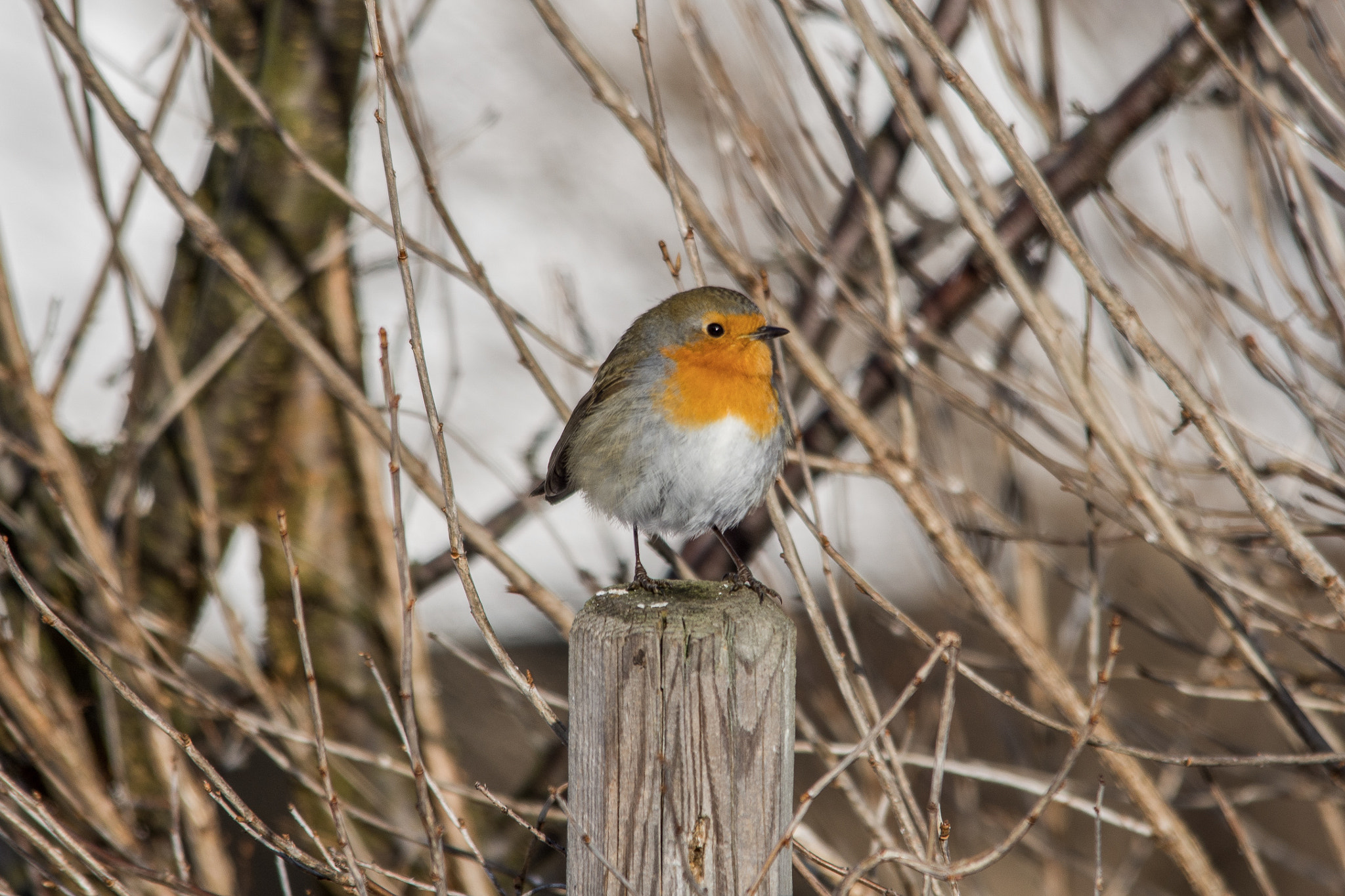Sigma 150-500mm F5-6.3 DG OS HSM sample photo. Robin photography