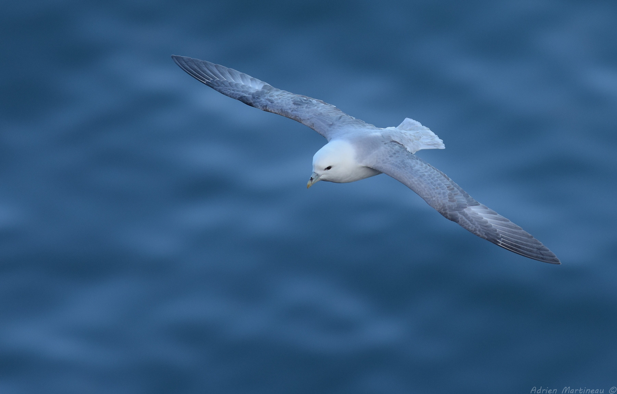 Nikon AF-S Nikkor 300mm F2.8G ED-IF VR sample photo. Fulmar boréal (fulmarus glacialis) photography