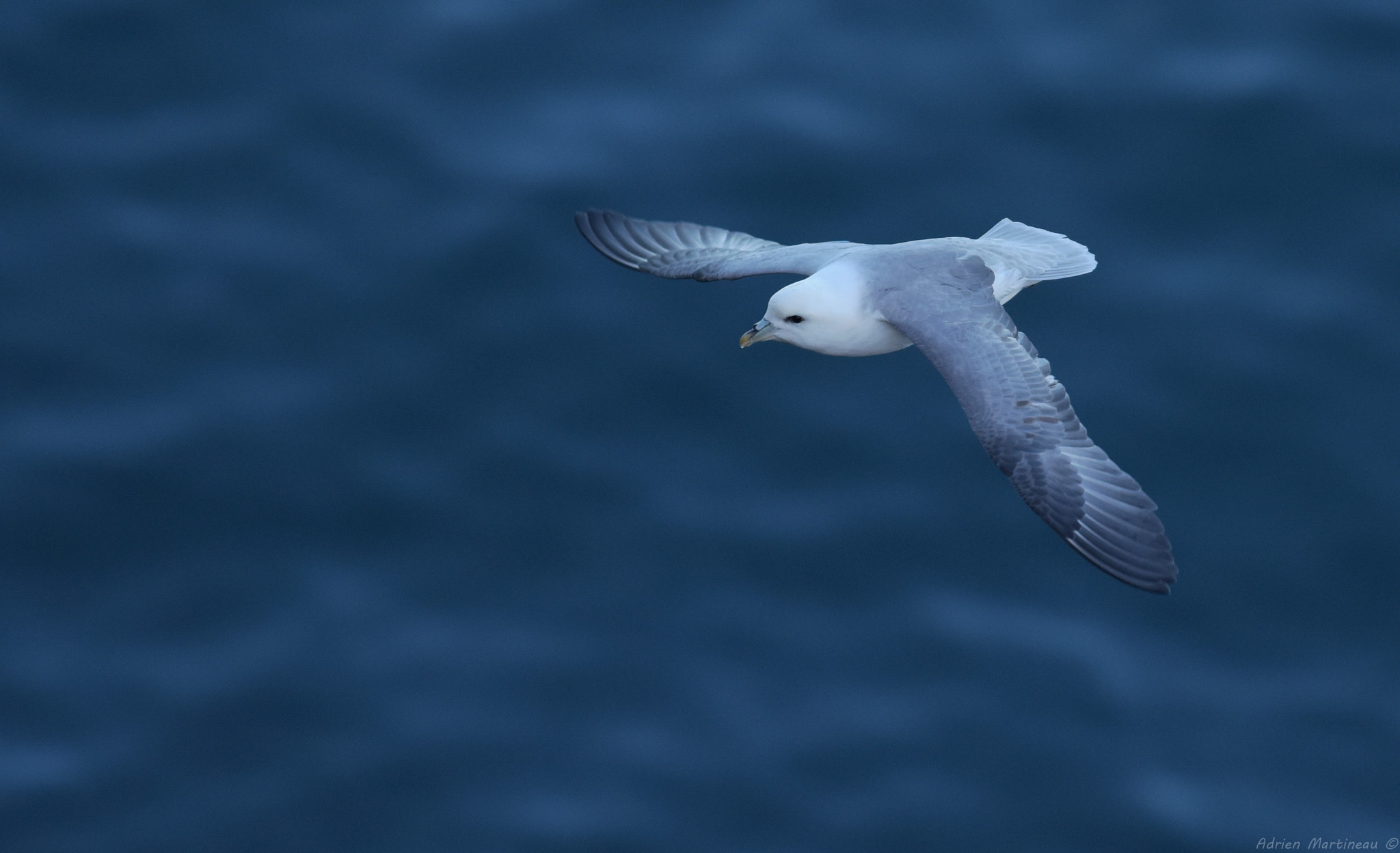 Nikon AF-S Nikkor 300mm F2.8G ED-IF VR sample photo. Fulmar boréal (fulmarus glacialis) photography