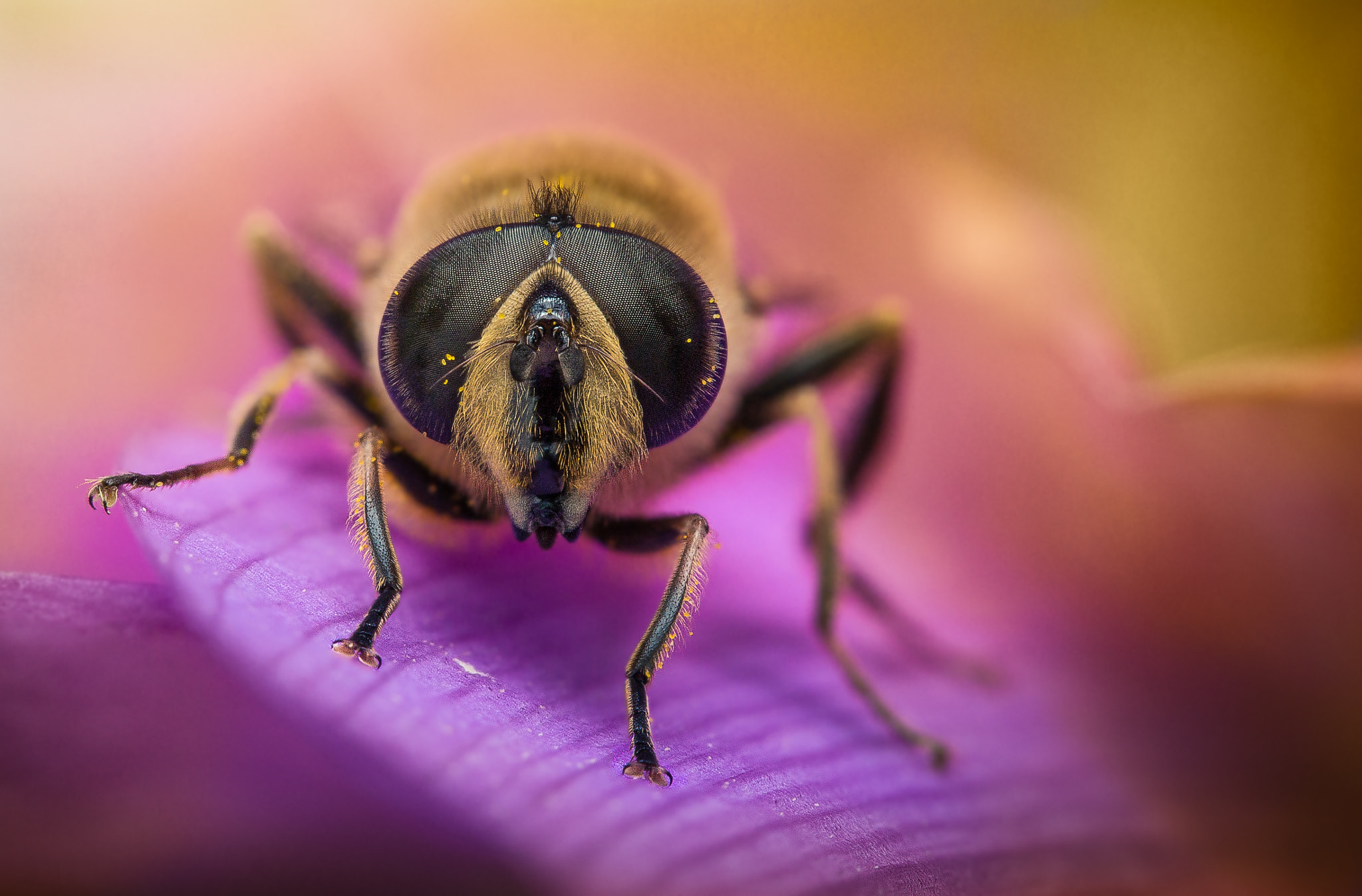 Canon EF-S 60mm F2.8 Macro USM sample photo. Bee photography