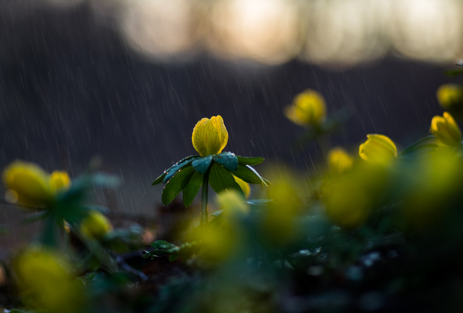 Sony a7R sample photo. Dancing in the rain photography