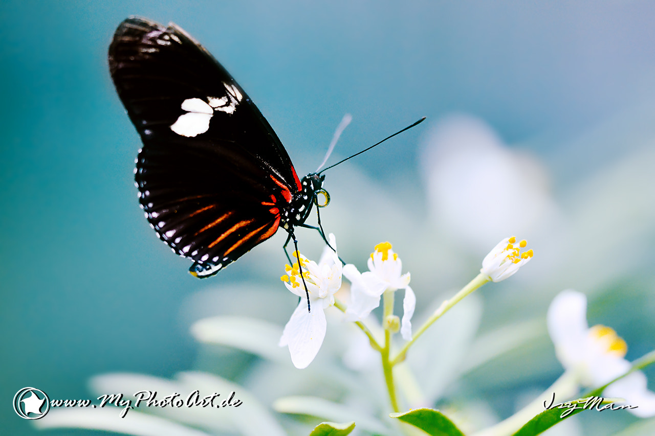 Sigma 150mm F2.8 EX DG Macro HSM sample photo. Schmetterlinge photography