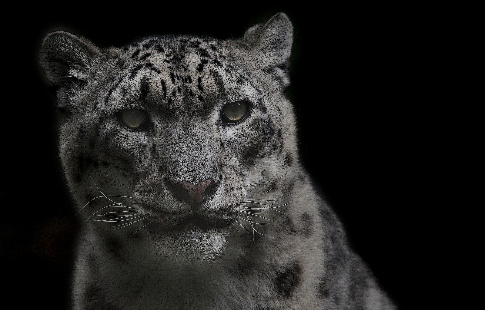 Sigma 150-500mm F5-6.3 DG OS HSM sample photo. Snow leopard portrait - clk photography