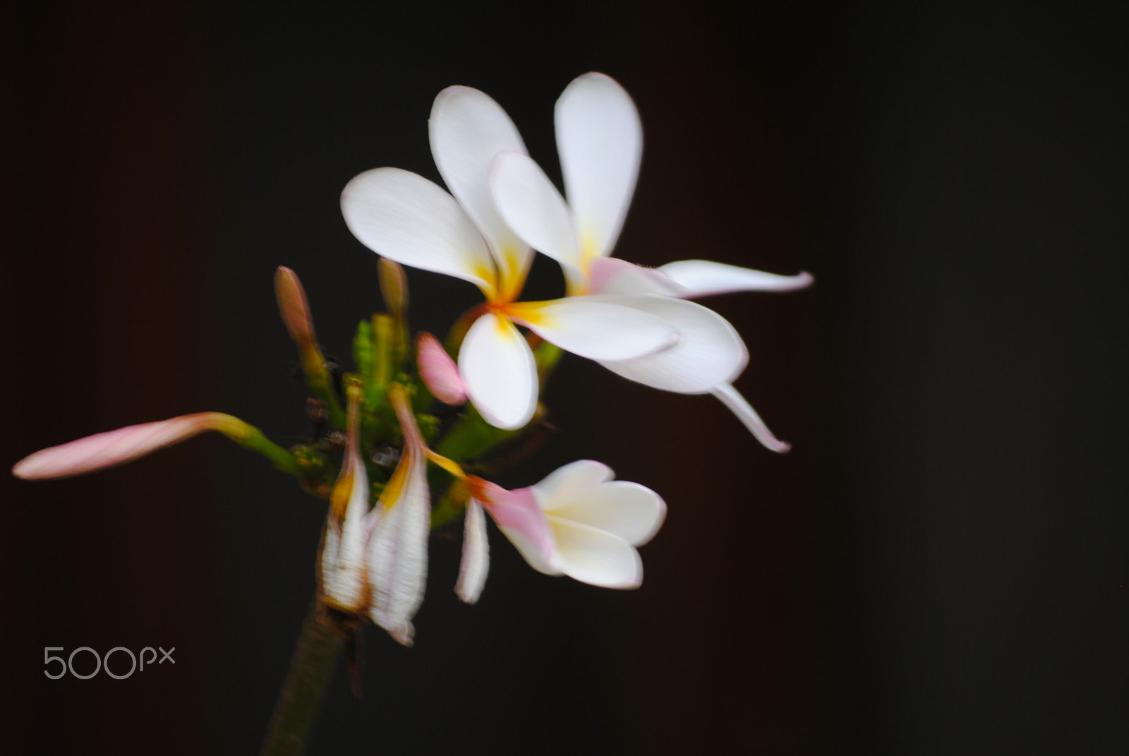 Nikon D3000 sample photo. Flower in the evening photography