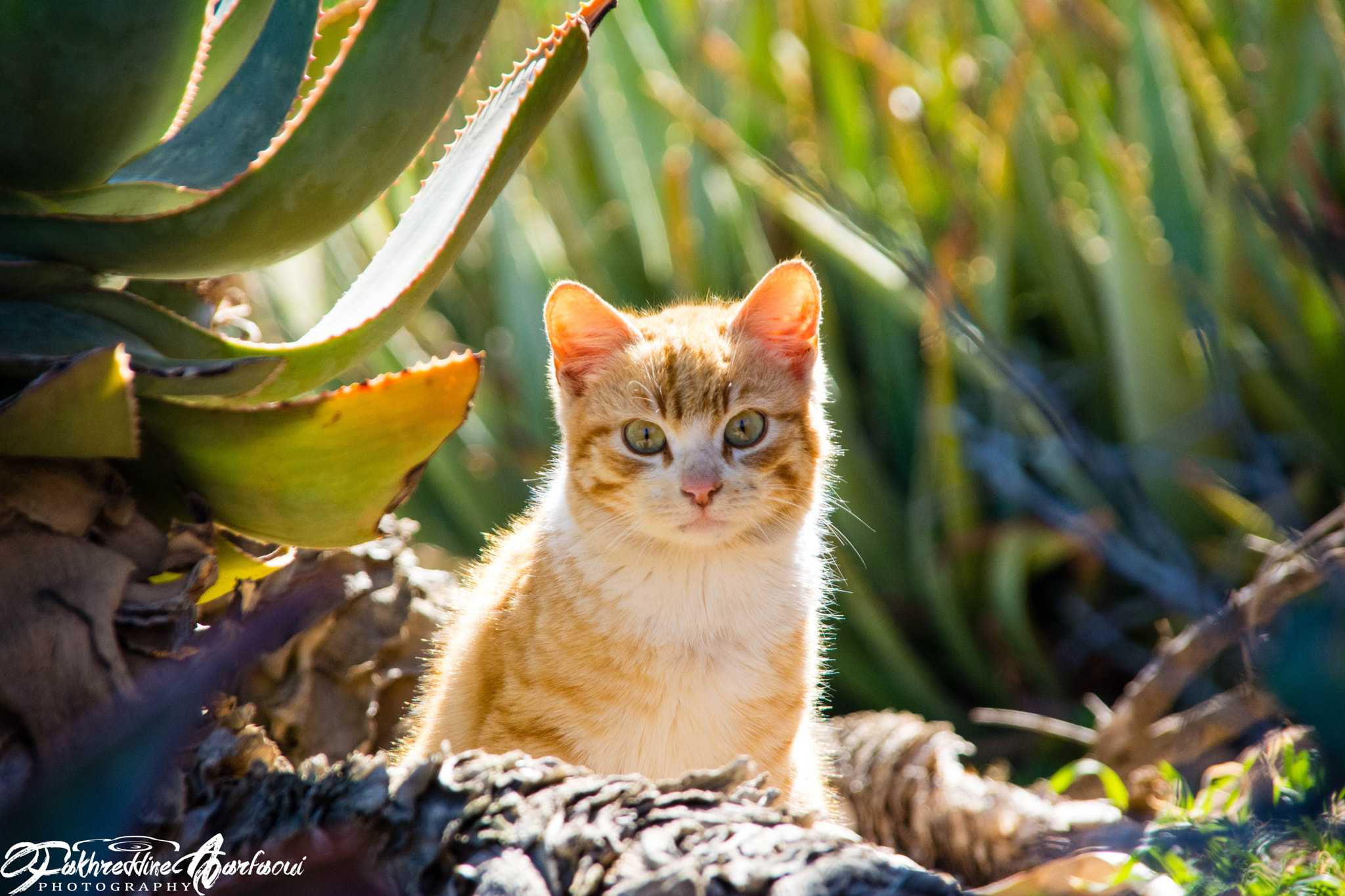 Nikon D5200 + Sigma 18-200mm F3.5-6.3 DC sample photo. Dsc photography