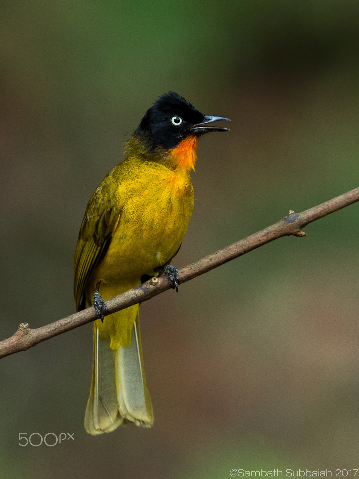 Canon EOS 7D Mark II + Canon EF 500mm F4L IS II USM sample photo. Flame throated bulbul photography