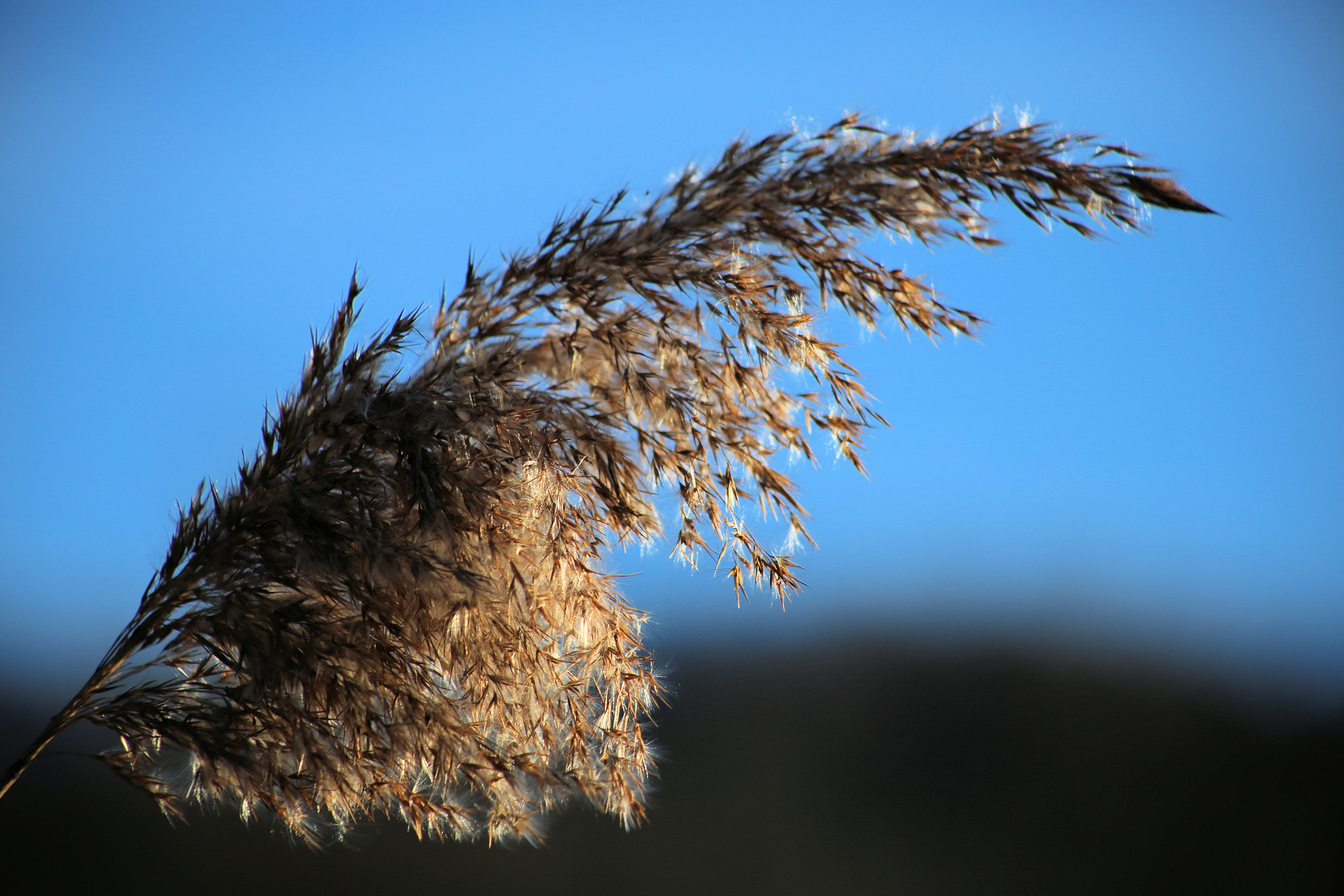 Canon EF 75-300mm f/4-5.6 USM sample photo. Brivio fiume adda photography