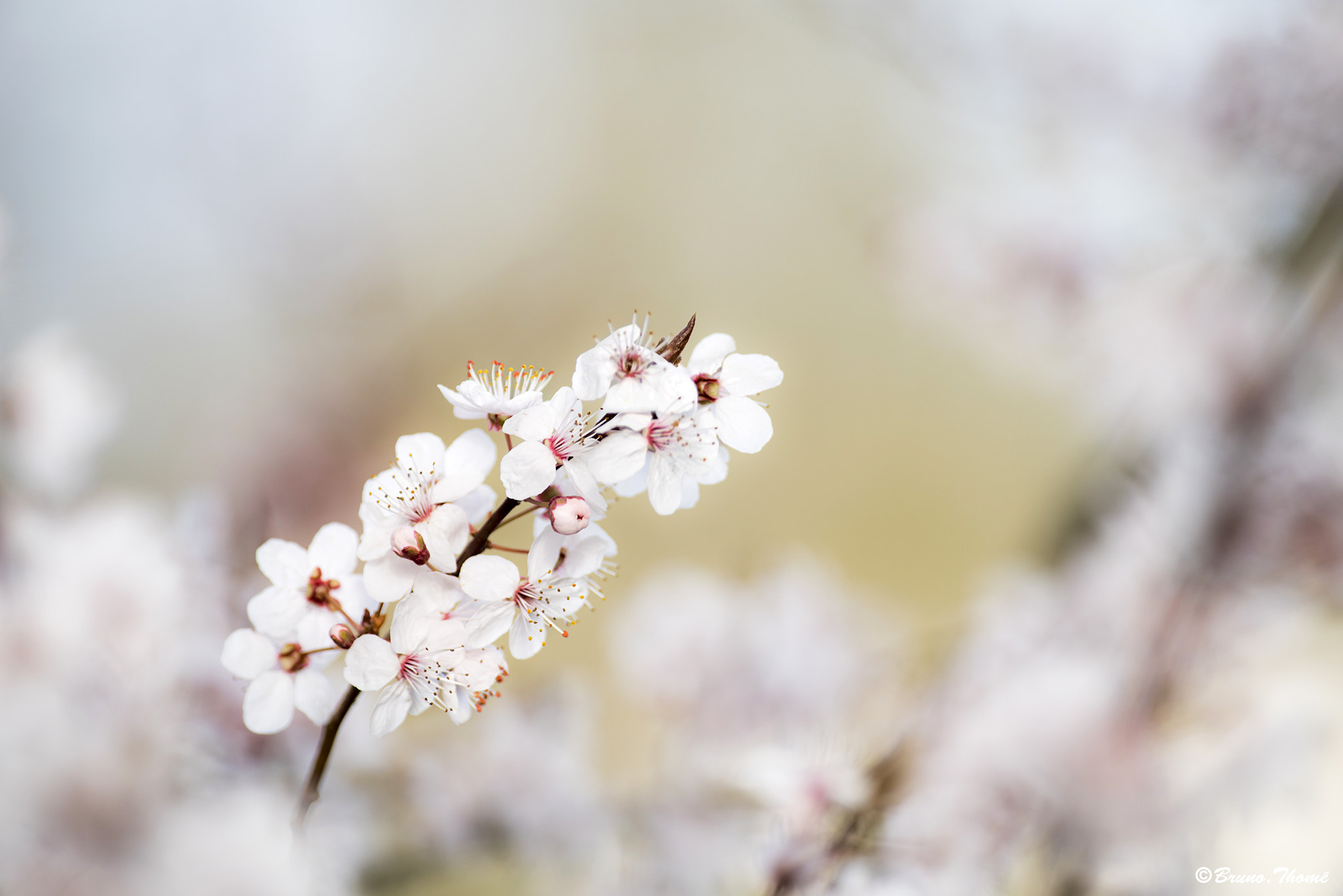 Pentax smc DA* 300mm F4.0 ED (IF) SDM sample photo. In bloom photography