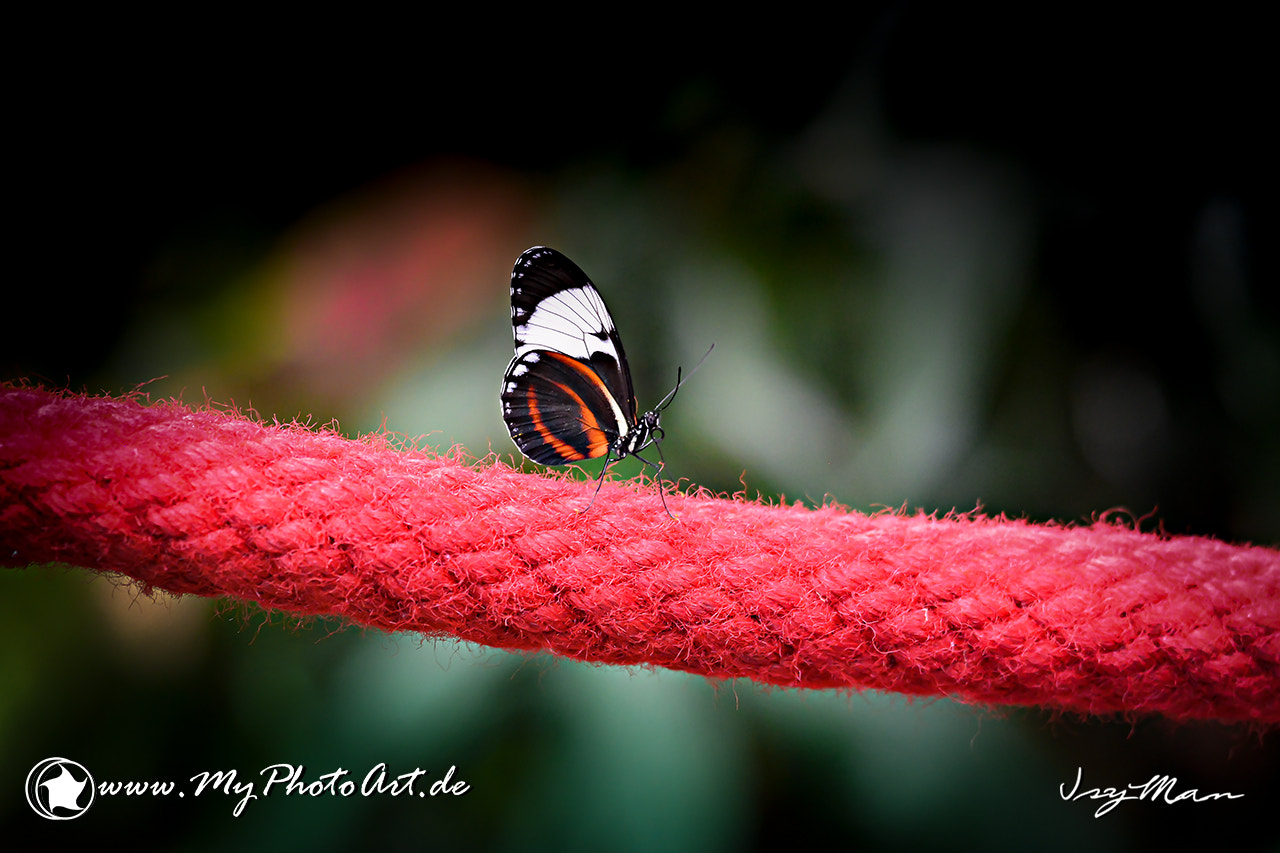 Sigma 150mm F2.8 EX DG Macro HSM sample photo. Schmetterlinge photography