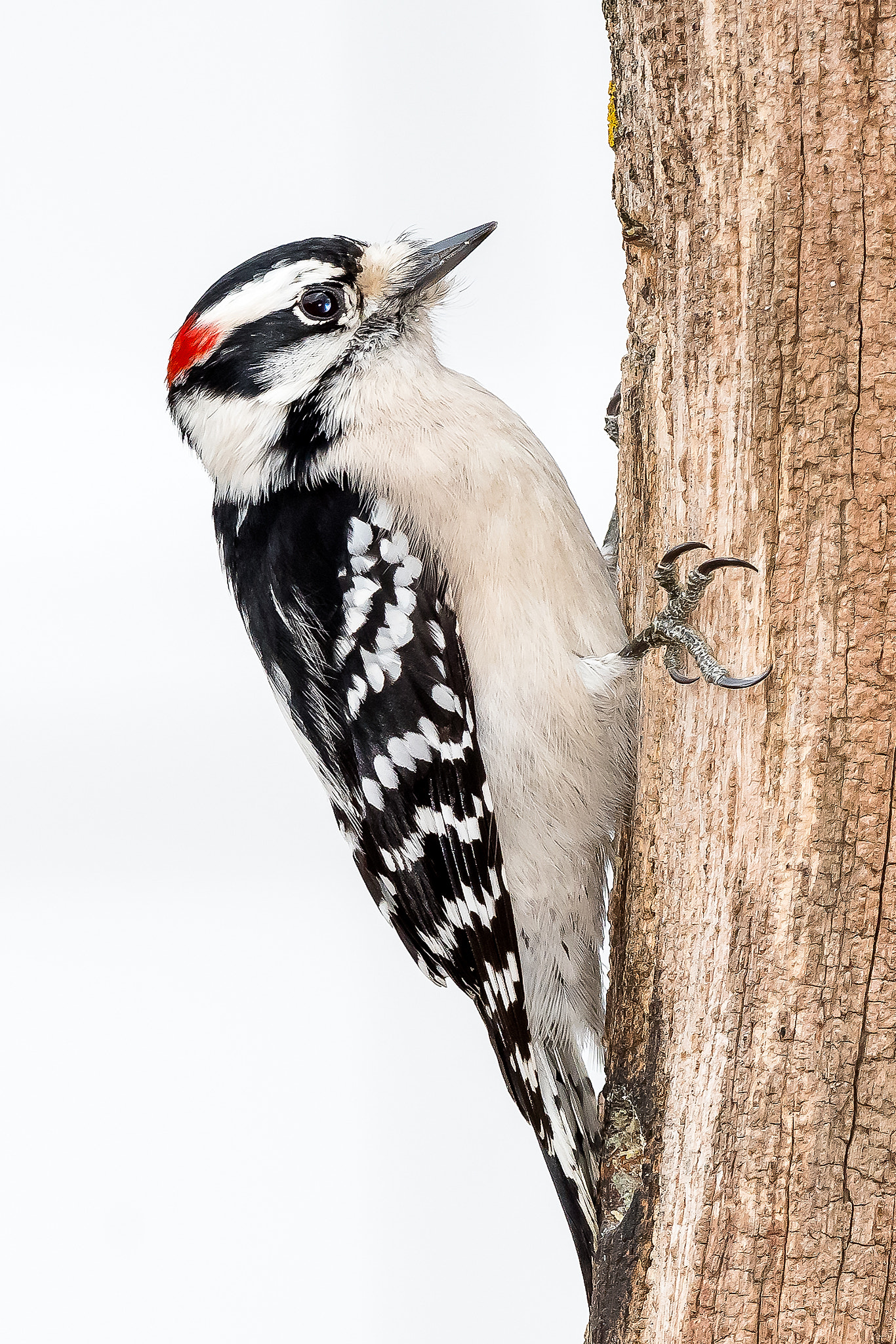 Nikon AF-S Nikkor 500mm F4D ED-IF II sample photo. Male downy woodpecker photography