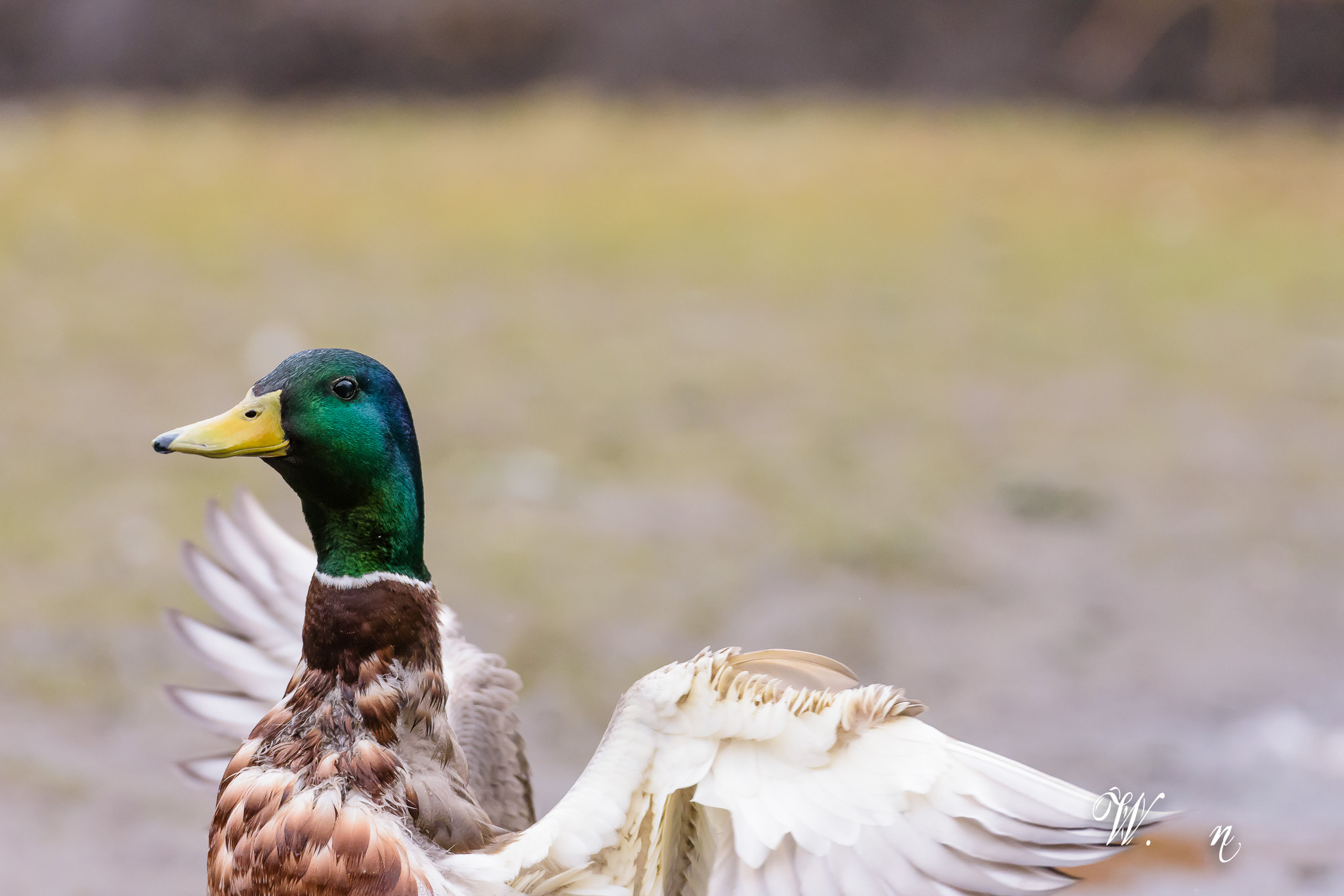 Nikon AF-S Nikkor 70-200mm F2.8G ED VR II sample photo. Expand the  wings. photography