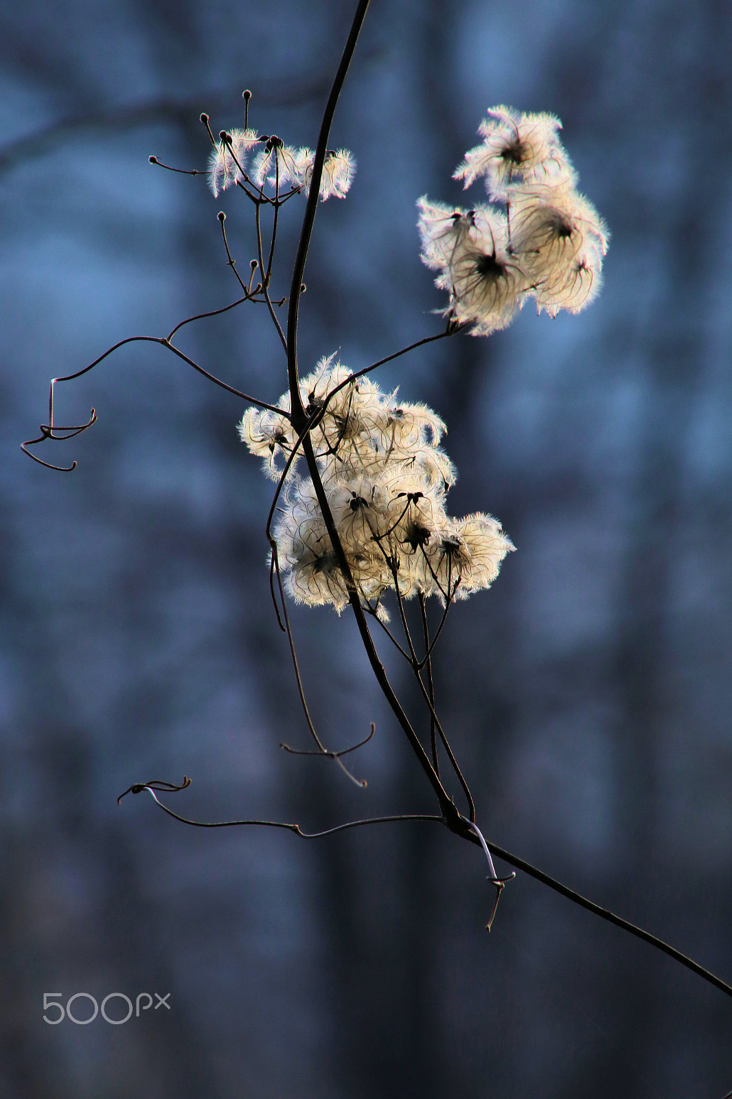 Canon EF 75-300mm f/4-5.6 USM sample photo. Brivio fiume adda photography